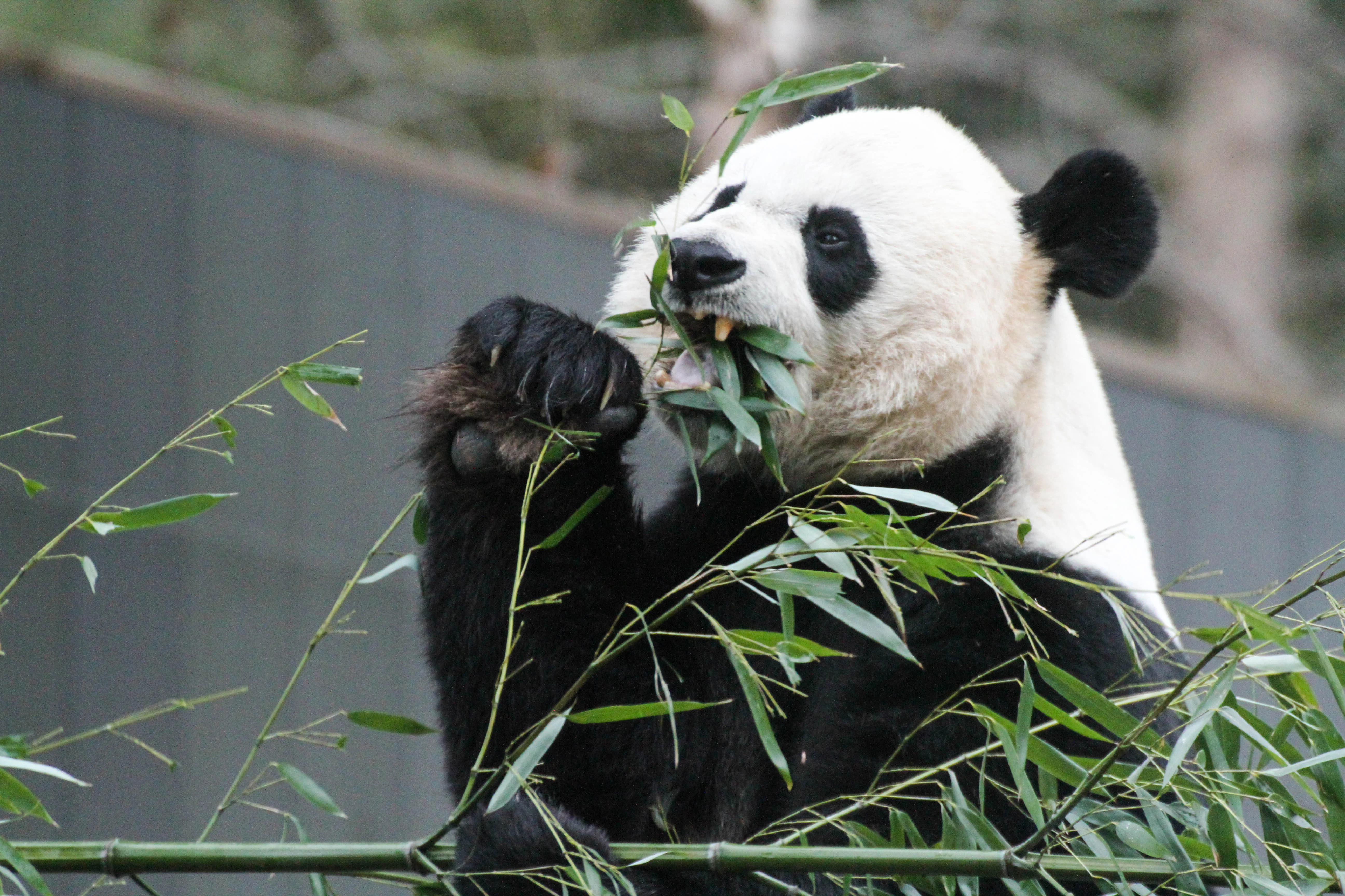 Smithsonian's National Zoo