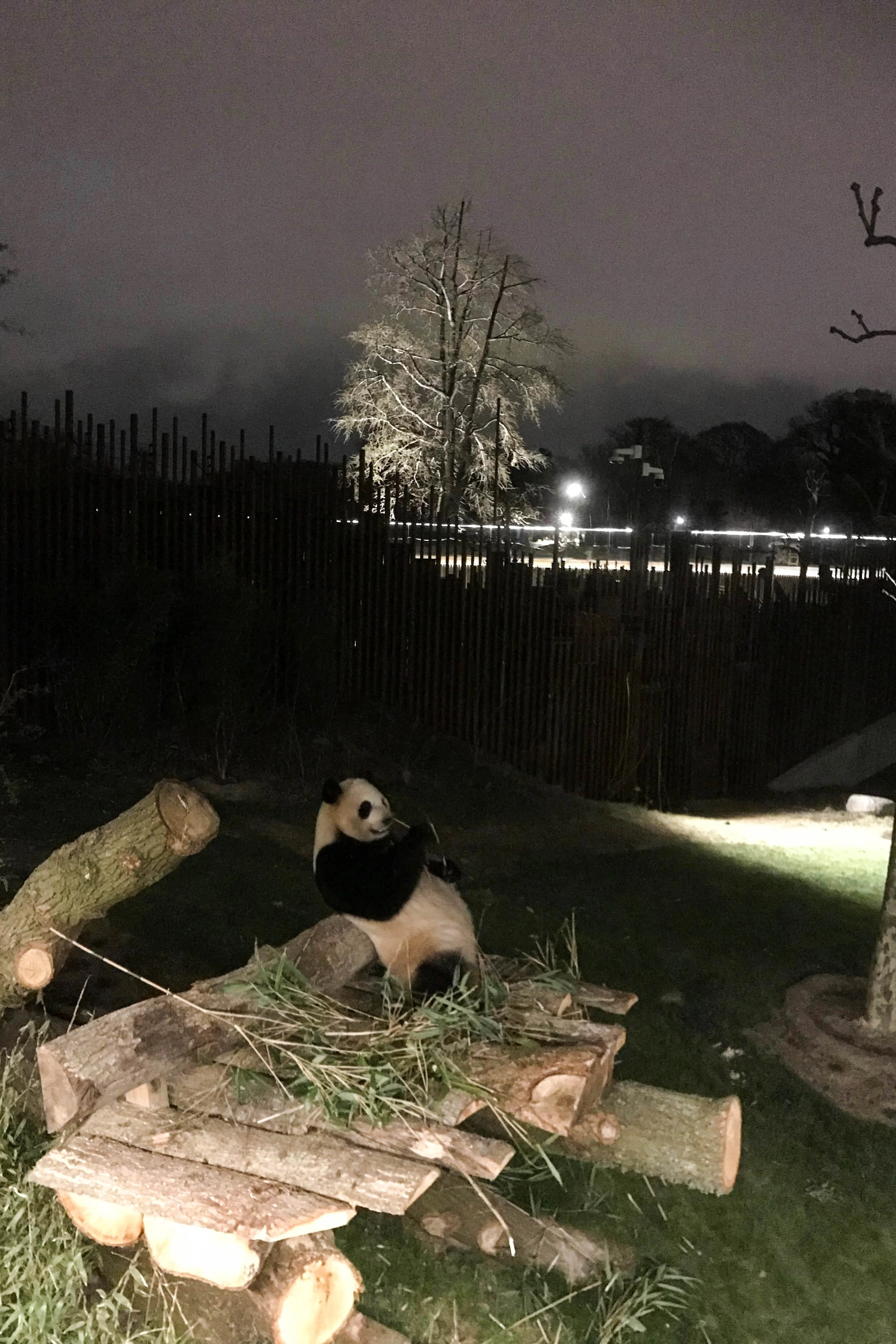 Zoo København - Official Opening