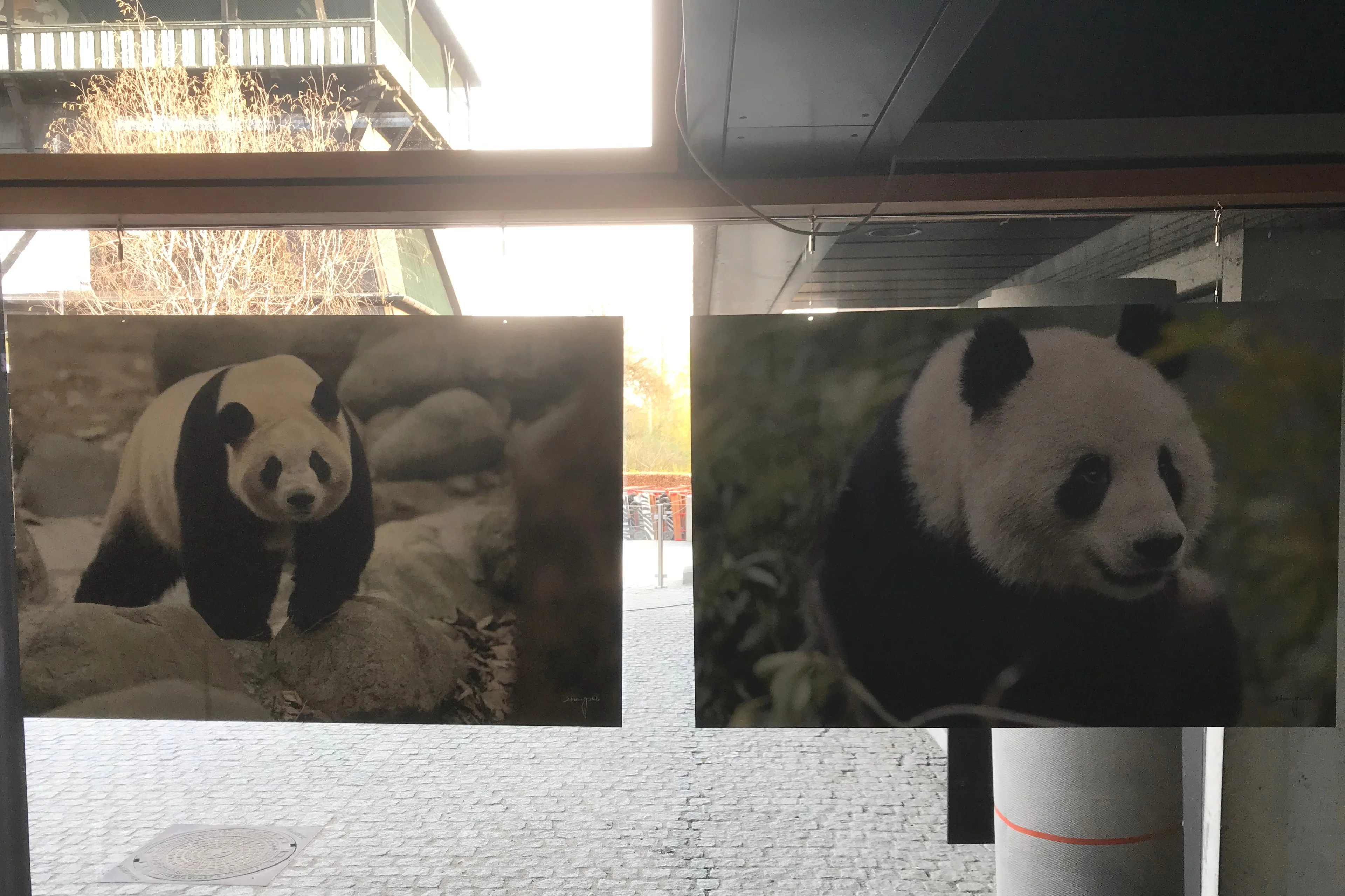 Zoo København - Public Opening