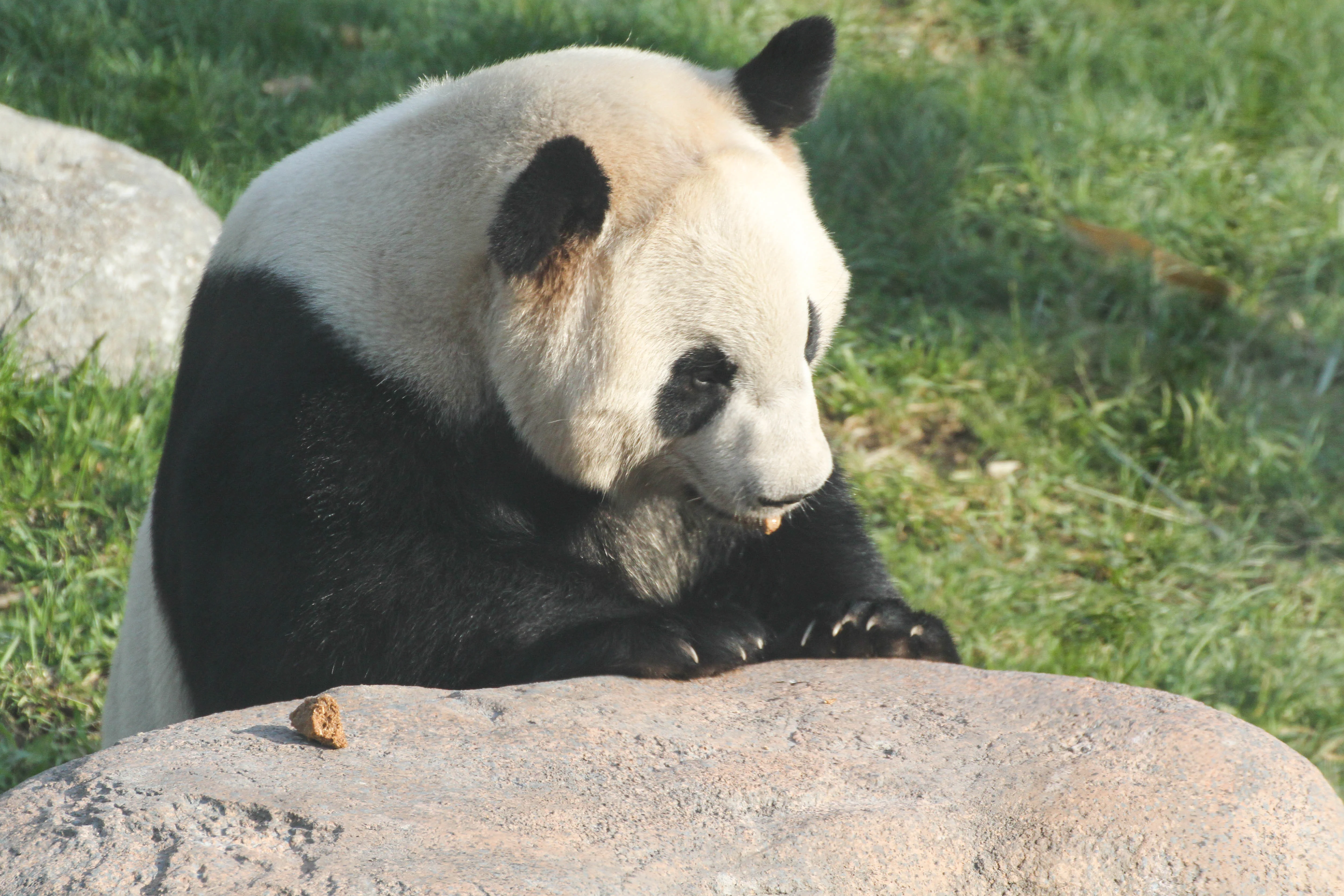 Zoo København - Public Opening