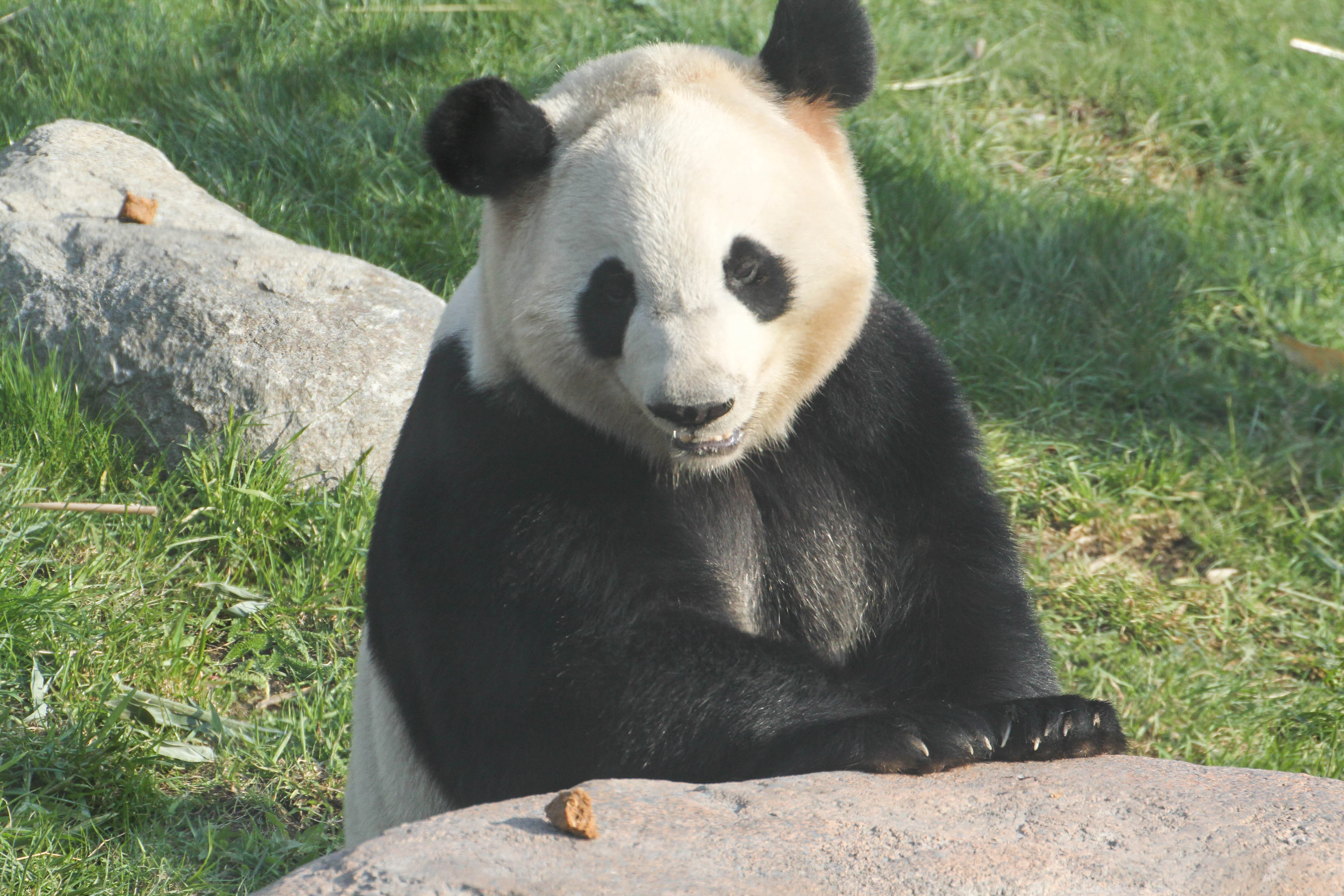 Zoo København - Public Opening