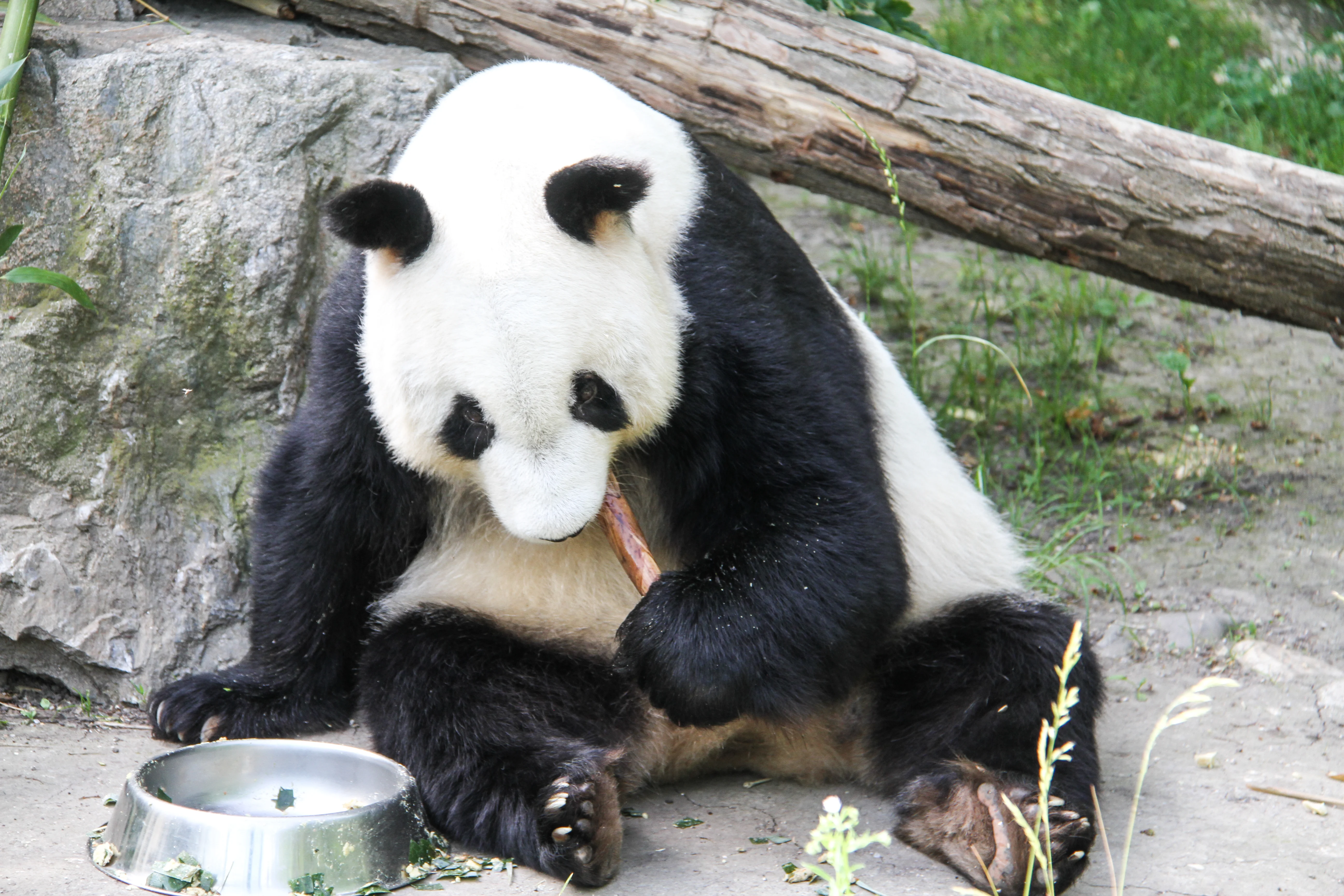 Tiergarten Schönbrunn