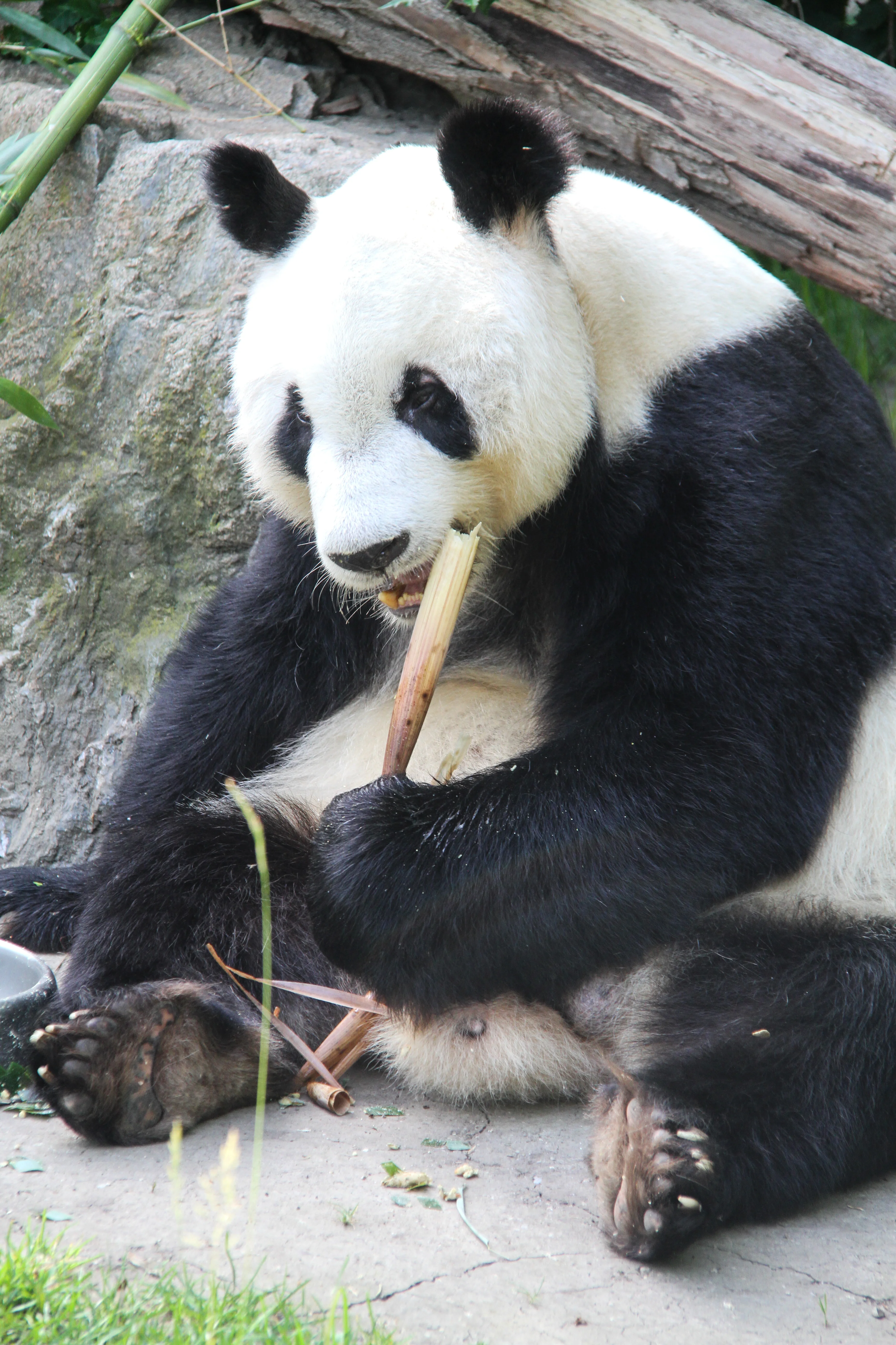 Tiergarten Schönbrunn