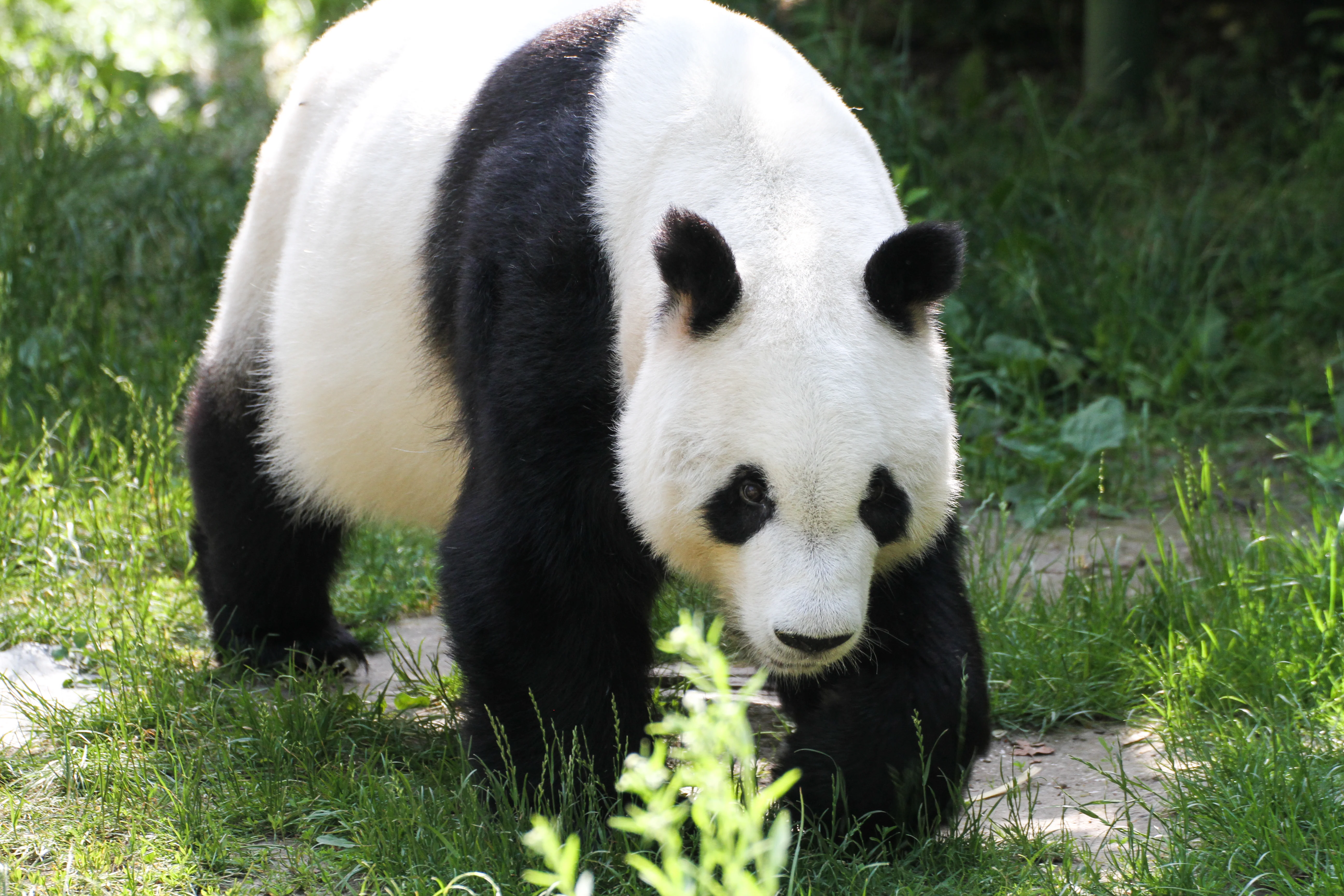 Tiergarten Schönbrunn