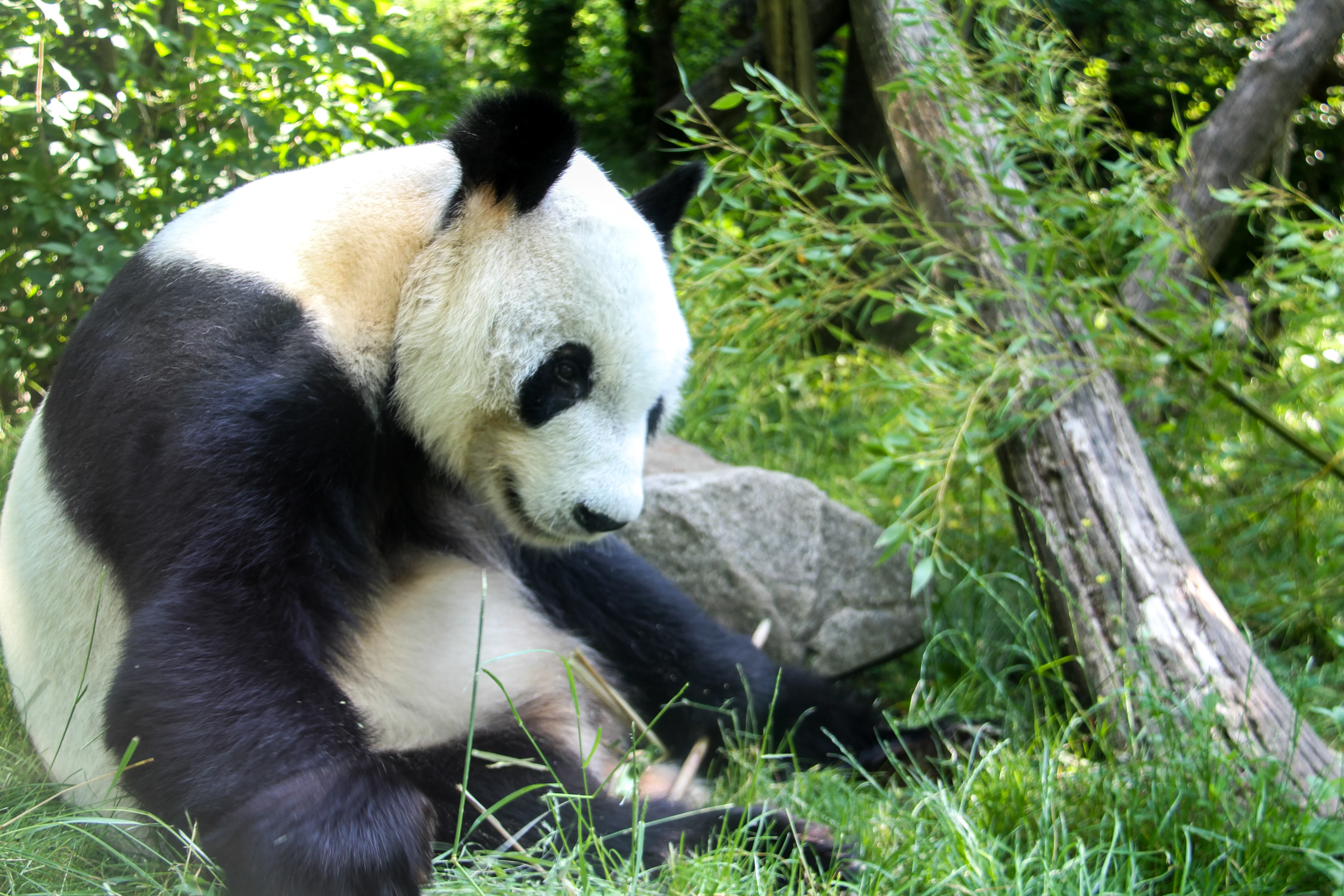Tiergarten Schönbrunn