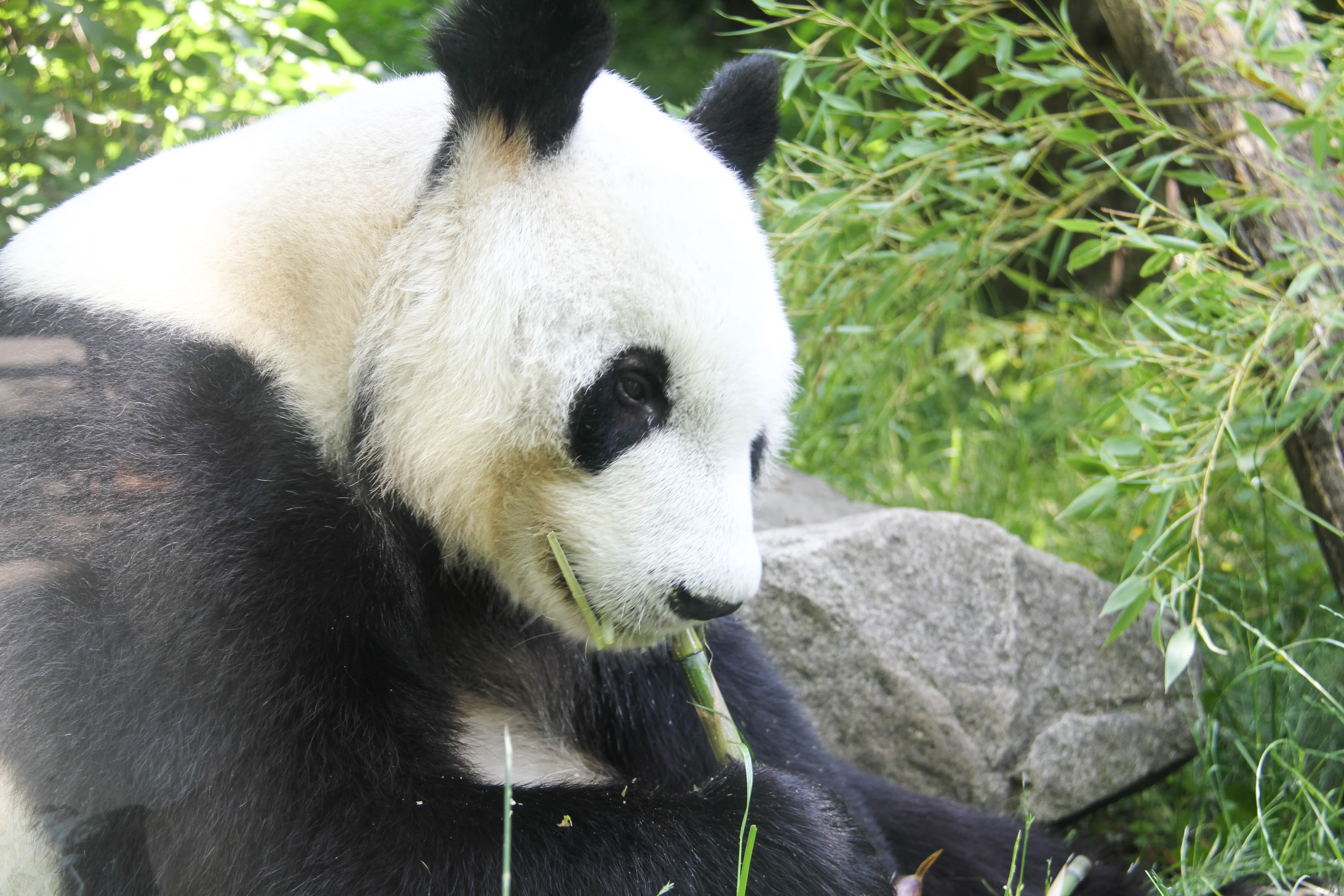 Tiergarten Schönbrunn