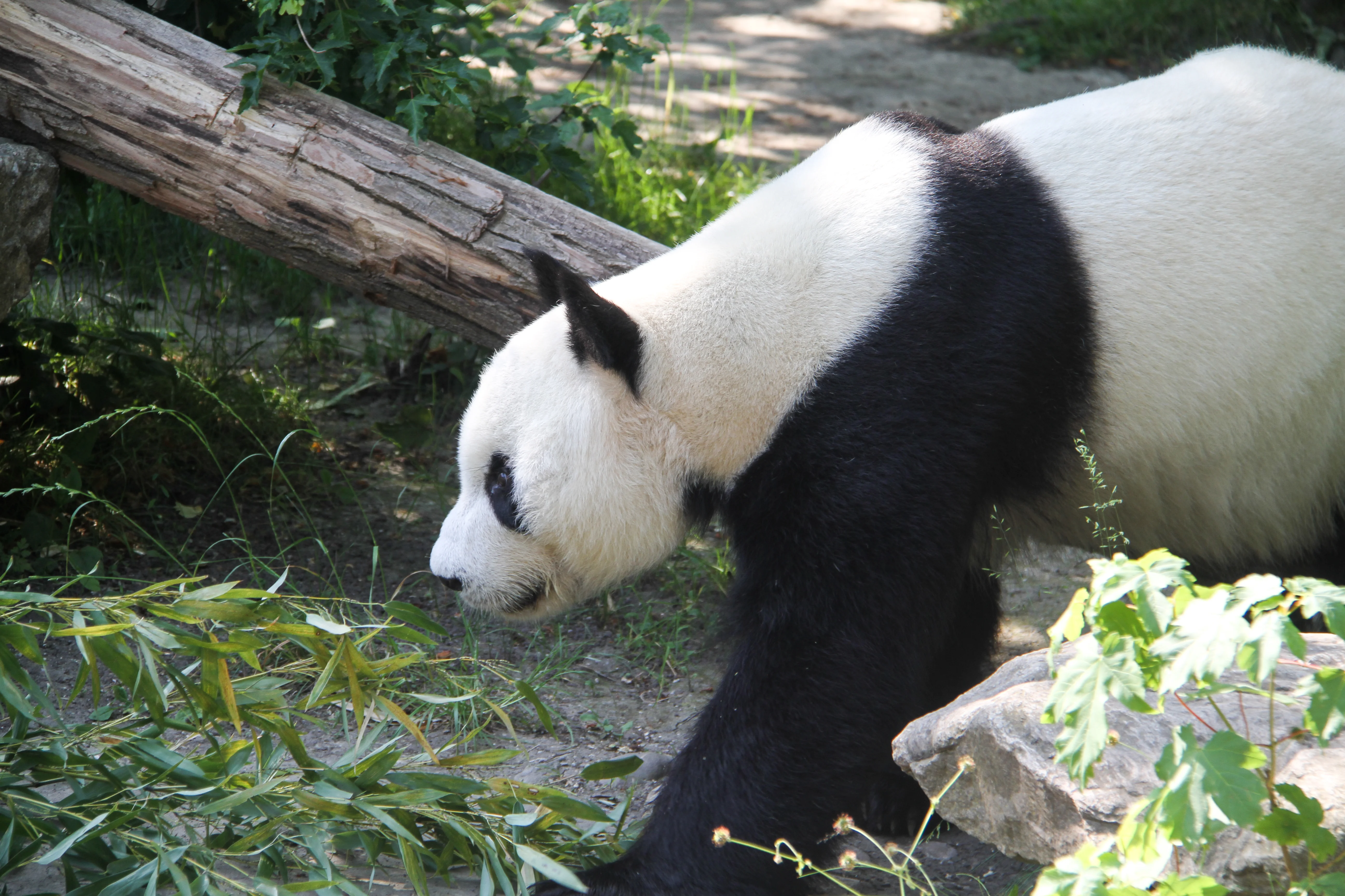 Tiergarten Schönbrunn