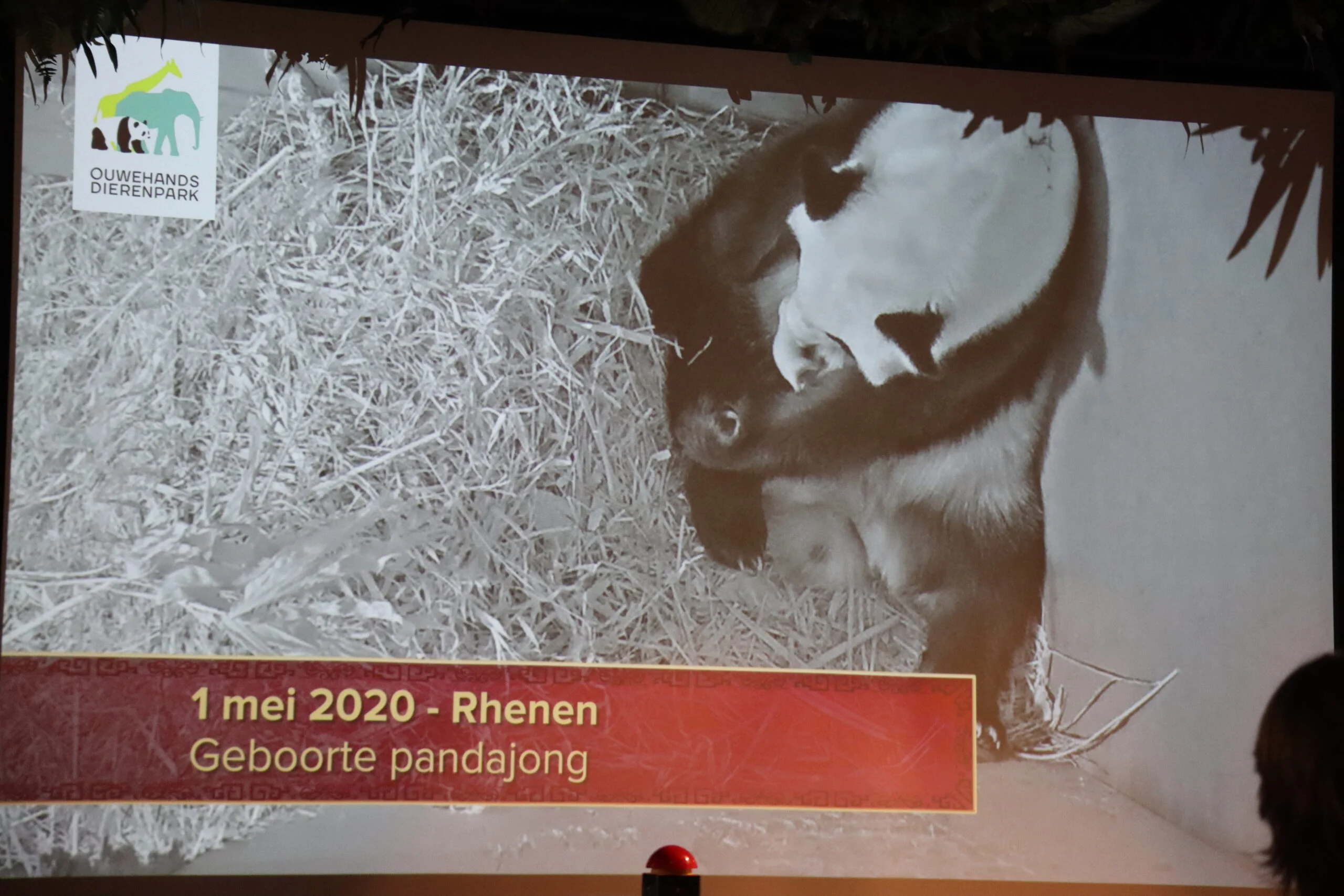 Ouwehands Dierenpark Rhenen - Naming Ceremony Fan Xing