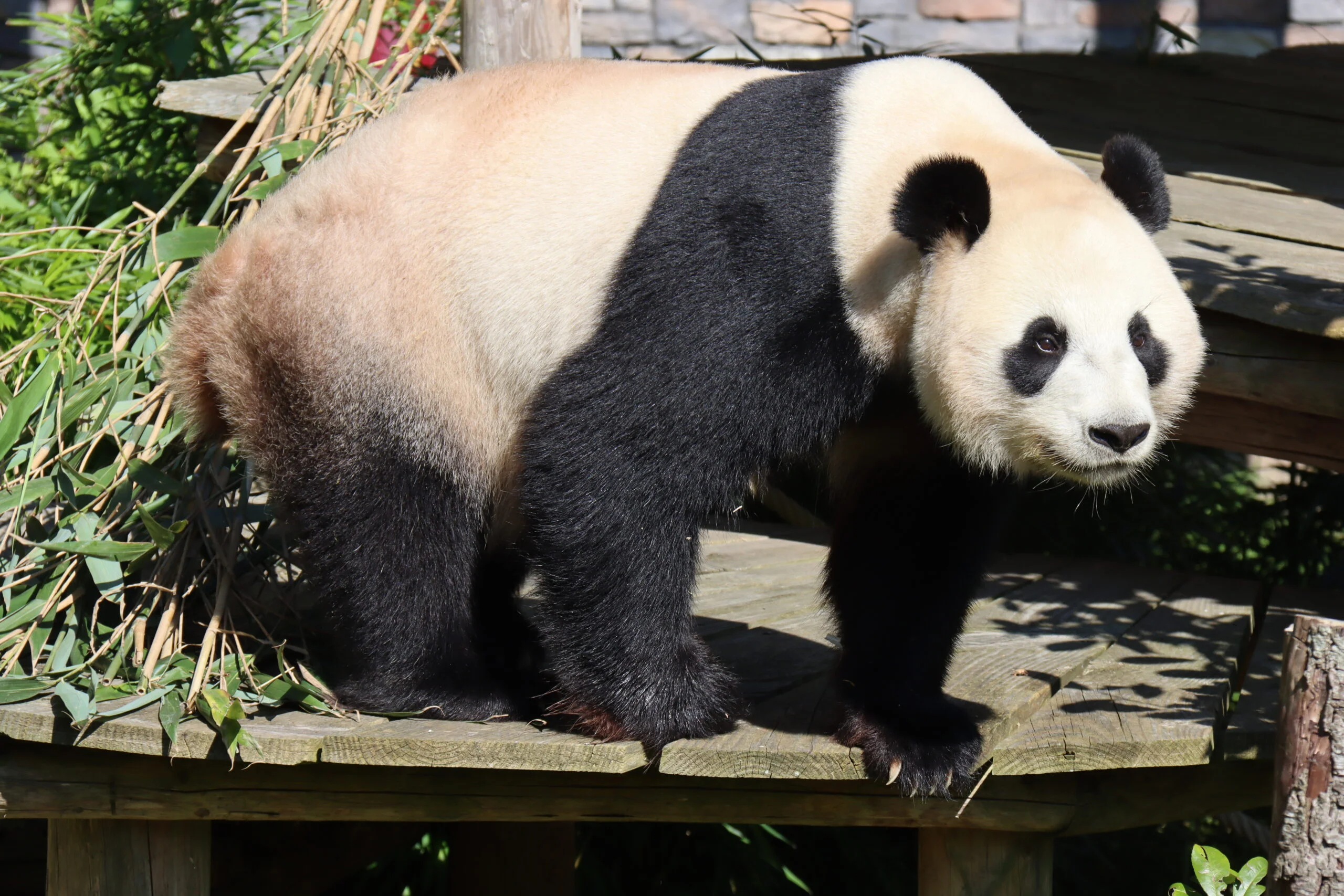 Ouwehands Dierenpark Rhenen