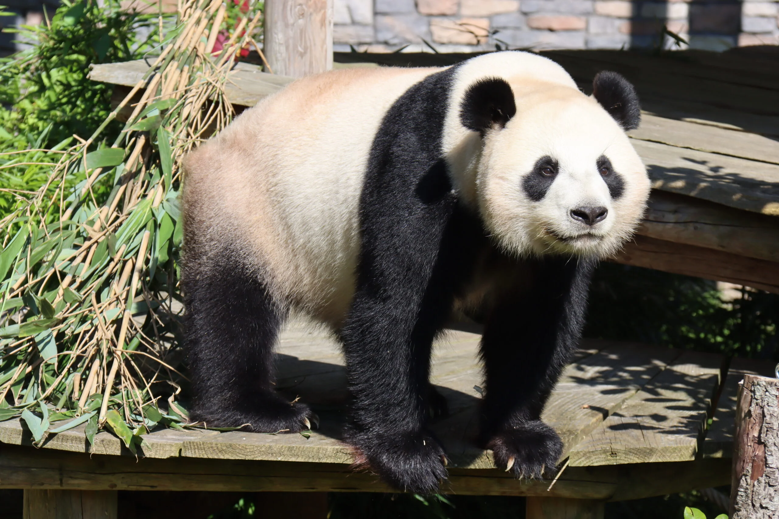 Ouwehands Dierenpark Rhenen