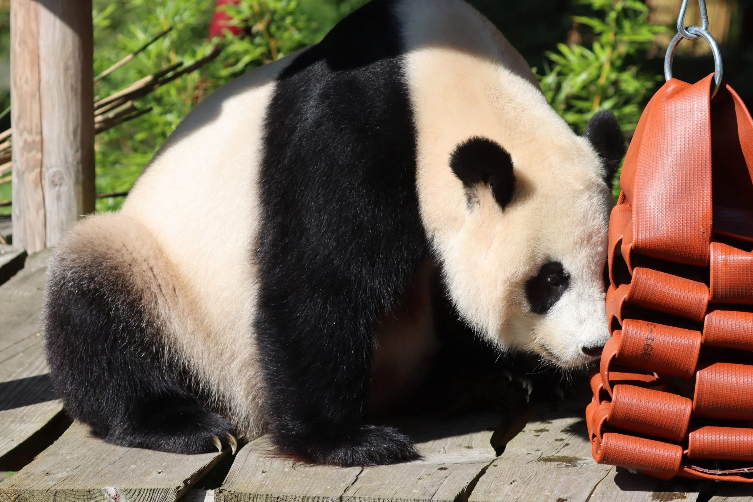 Ouwehands Dierenpark Rhenen