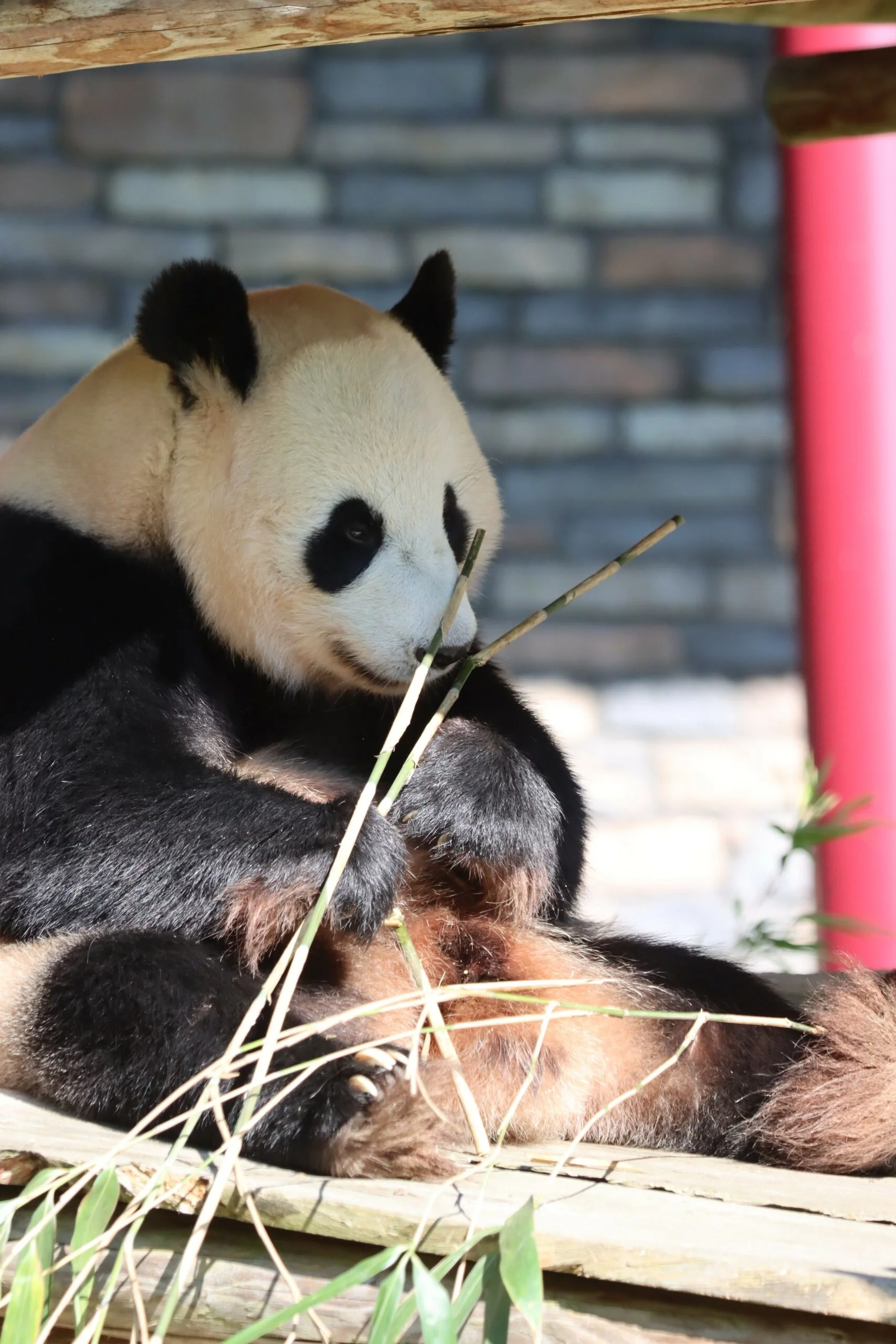 Ouwehands Dierenpark Rhenen