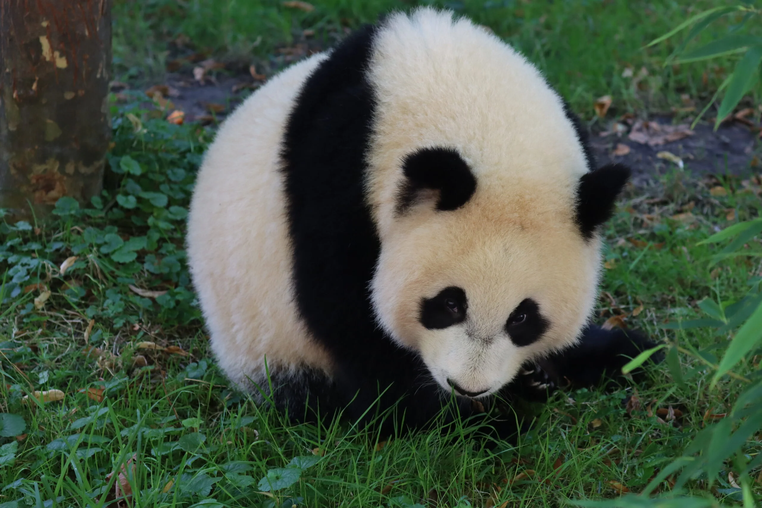 Ouwehands Dierenpark Rhenen