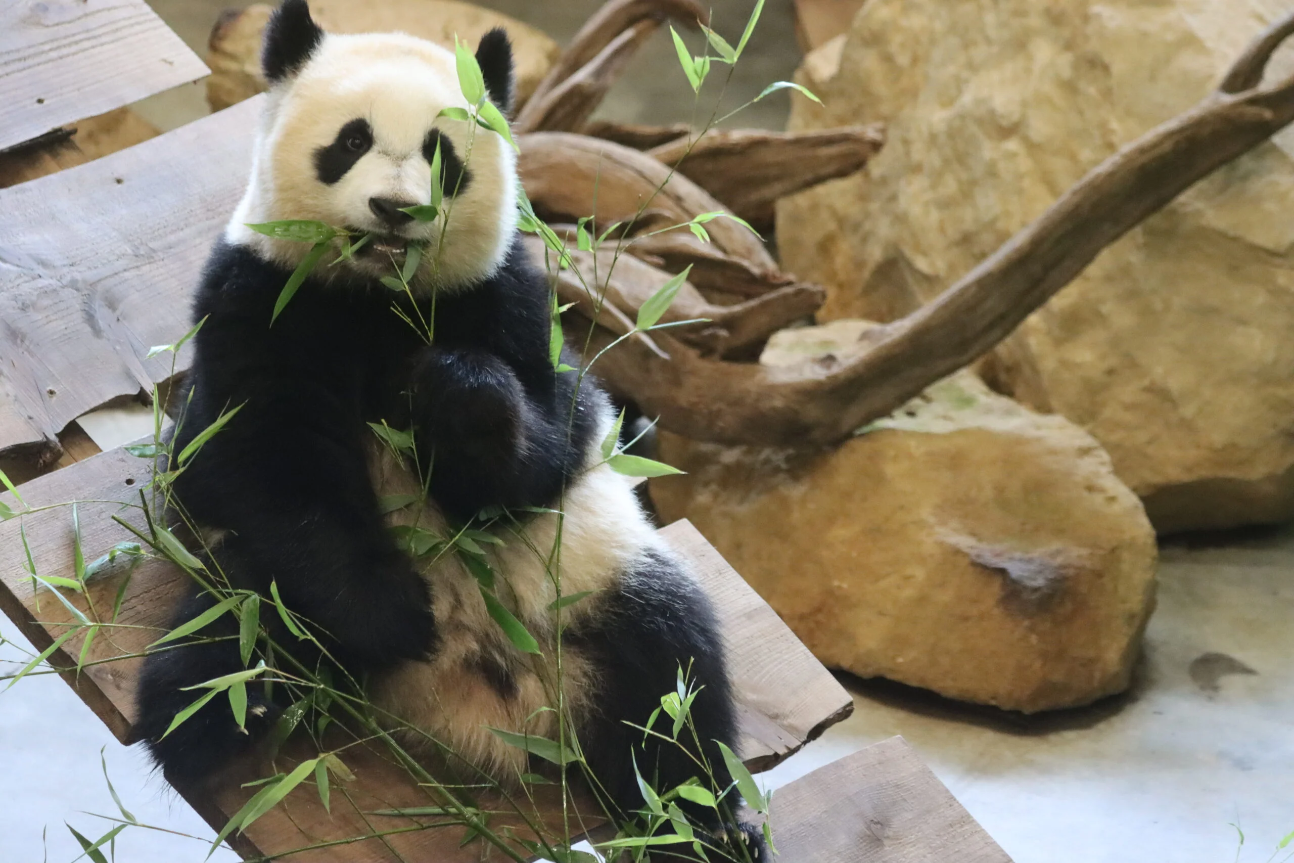 Ouwehands Dierenpark Rhenen