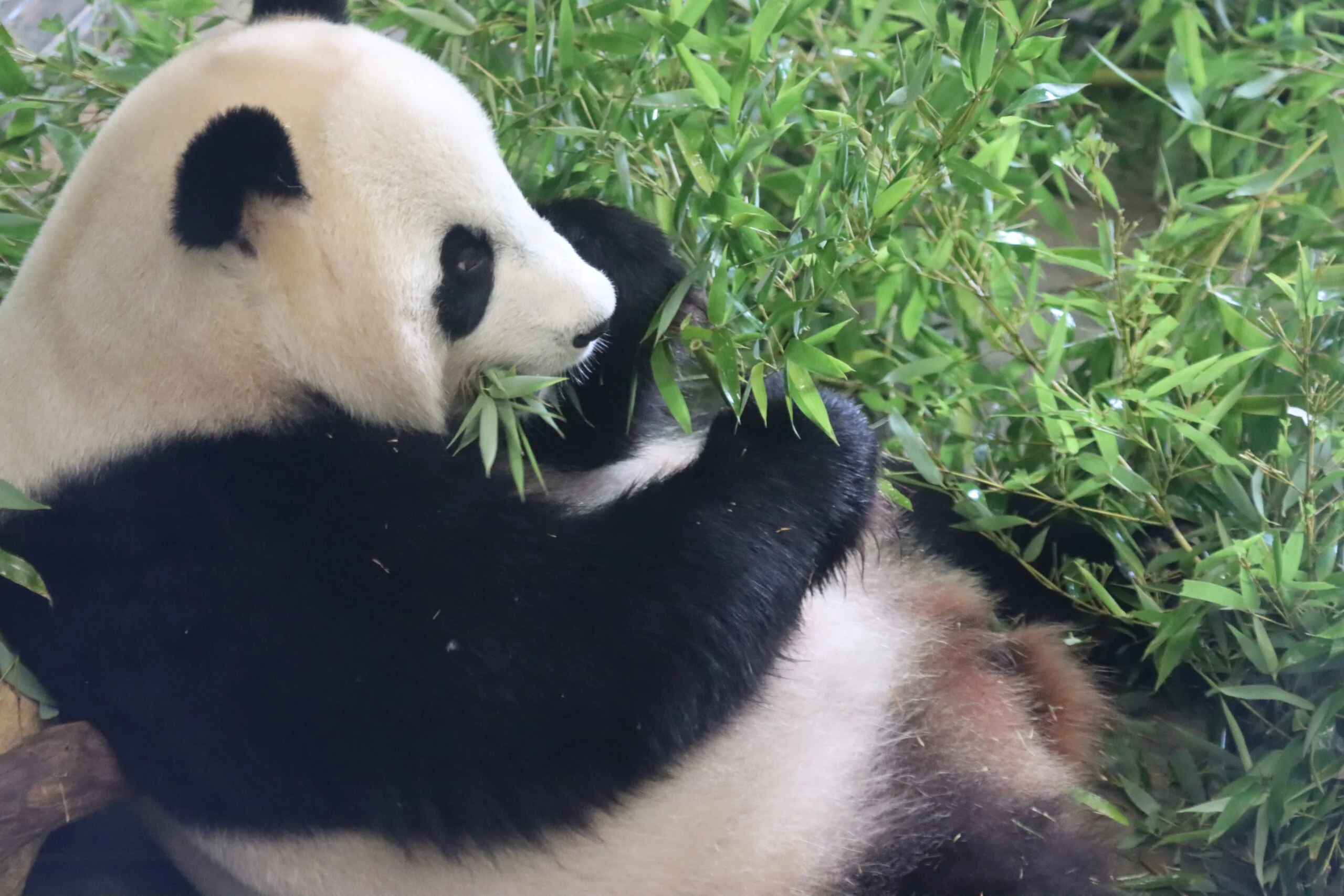Ouwehands Dierenpark Rhenen