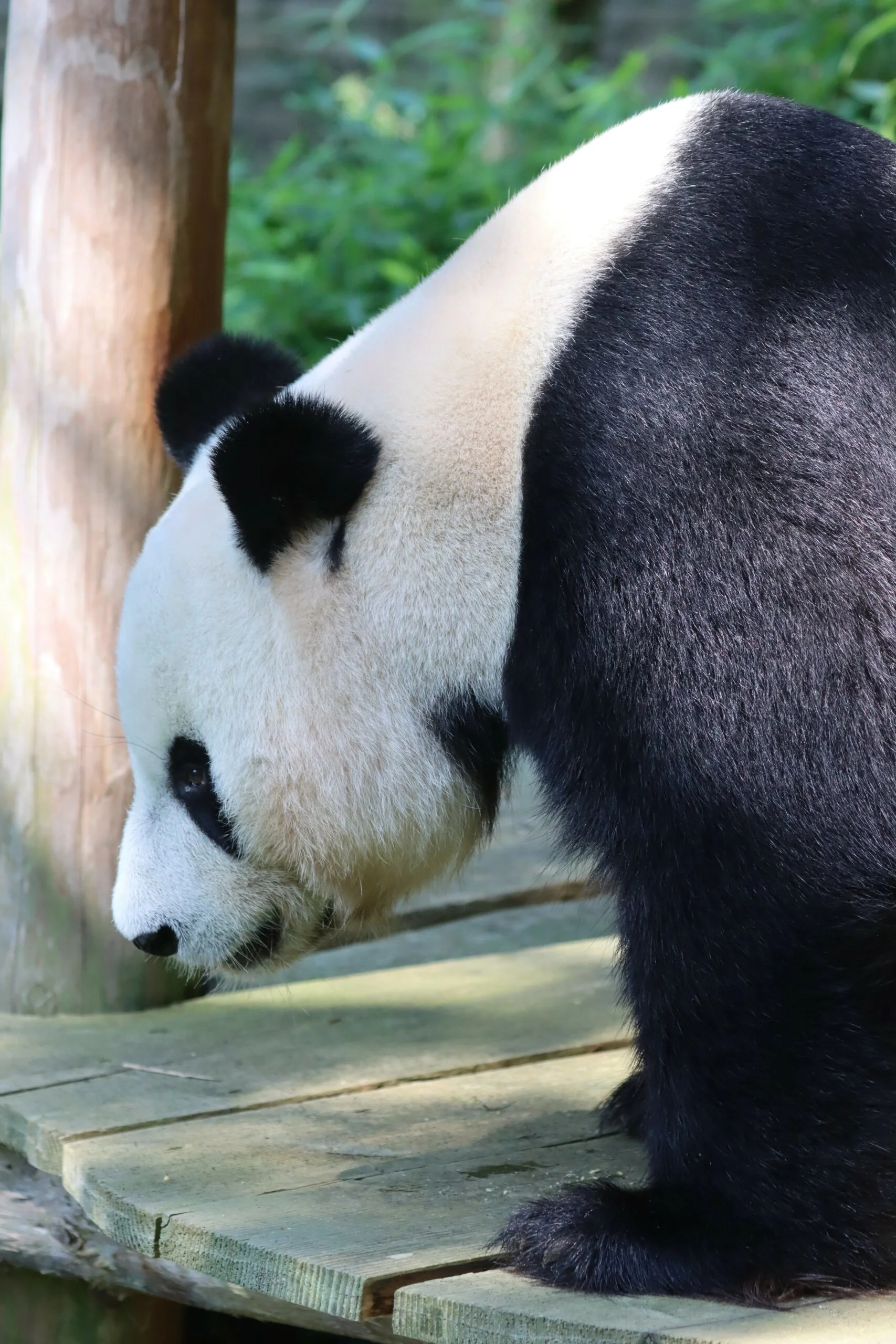 Ouwehands Dierenpark Rhenen