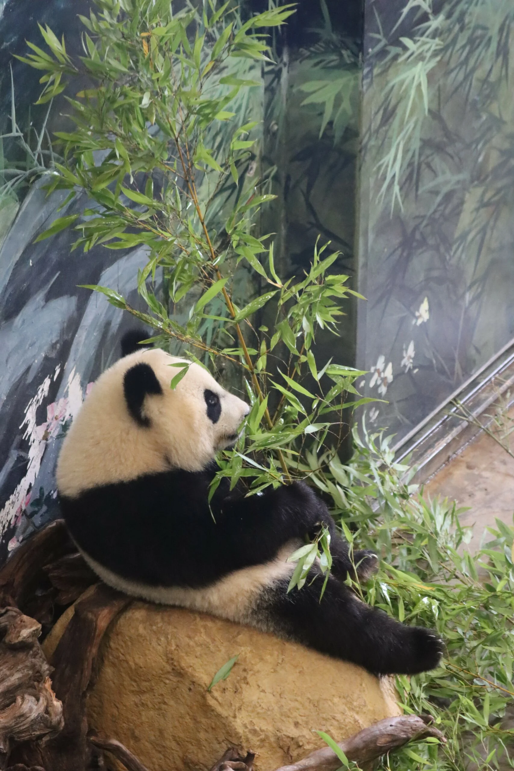 Ouwehands Dierenpark Rhenen