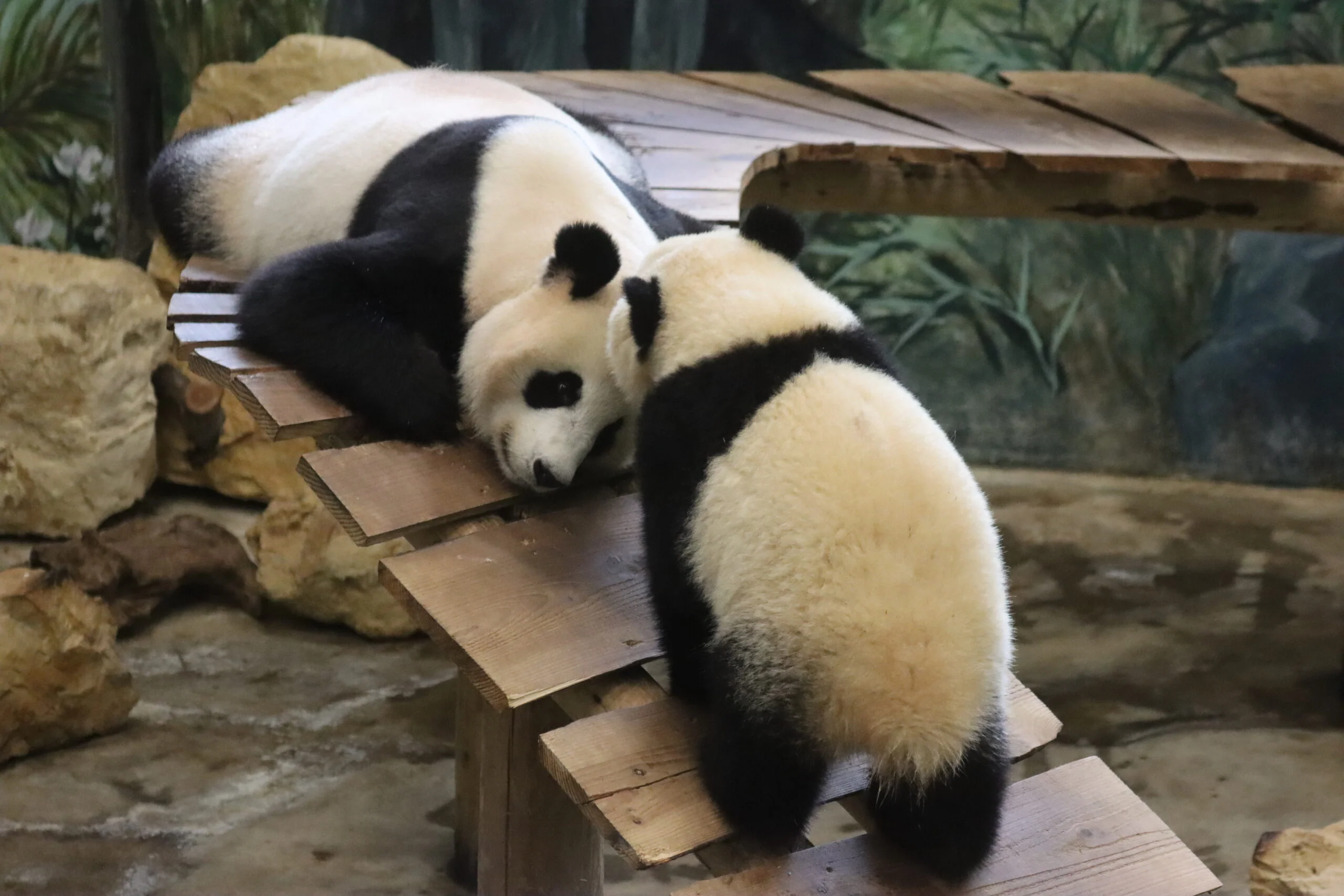 Ouwehands Dierenpark Rhenen