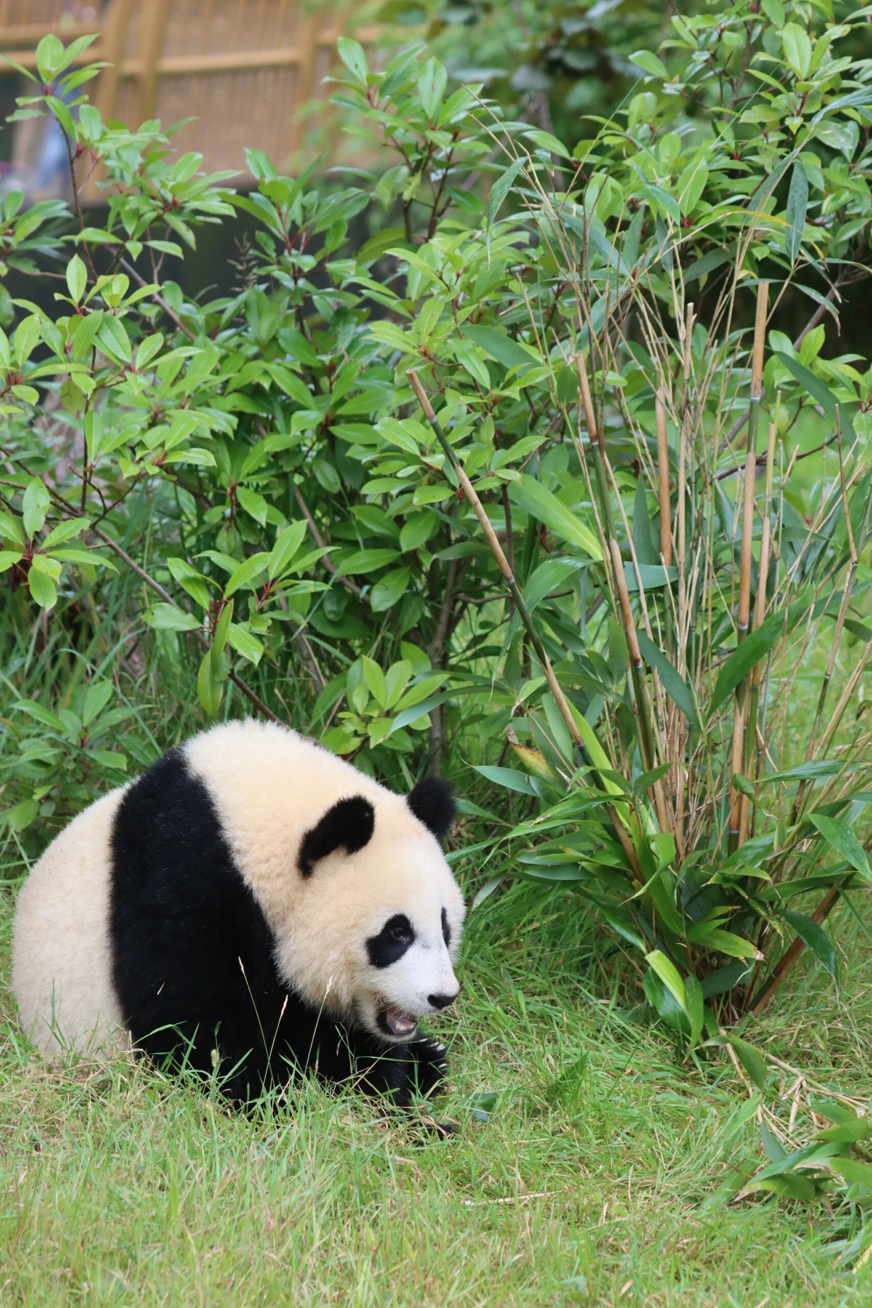 Ouwehands Dierenpark Rhenen