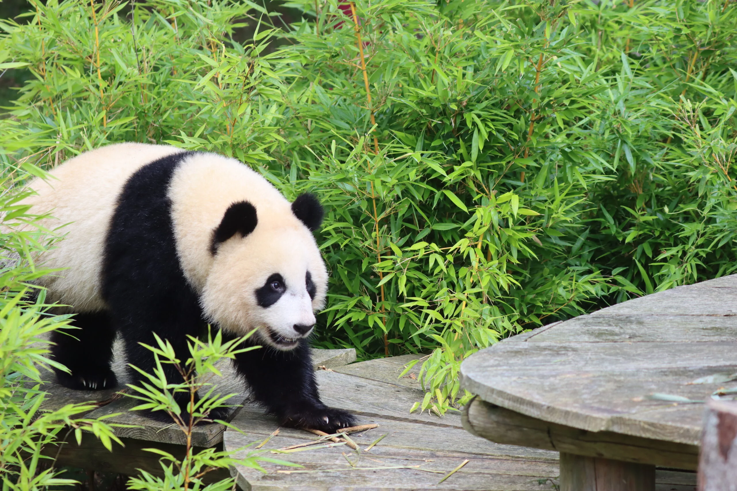 Ouwehands Dierenpark Rhenen