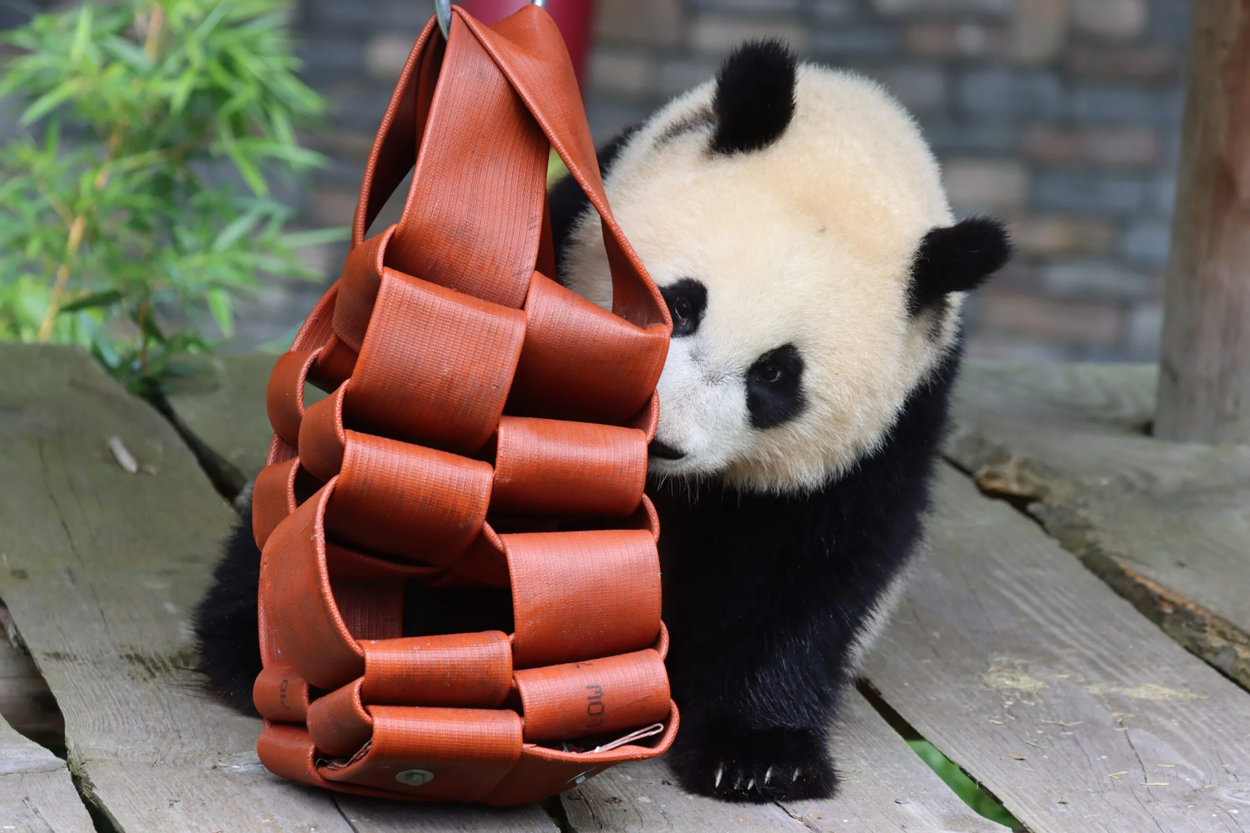 Ouwehands Dierenpark Rhenen