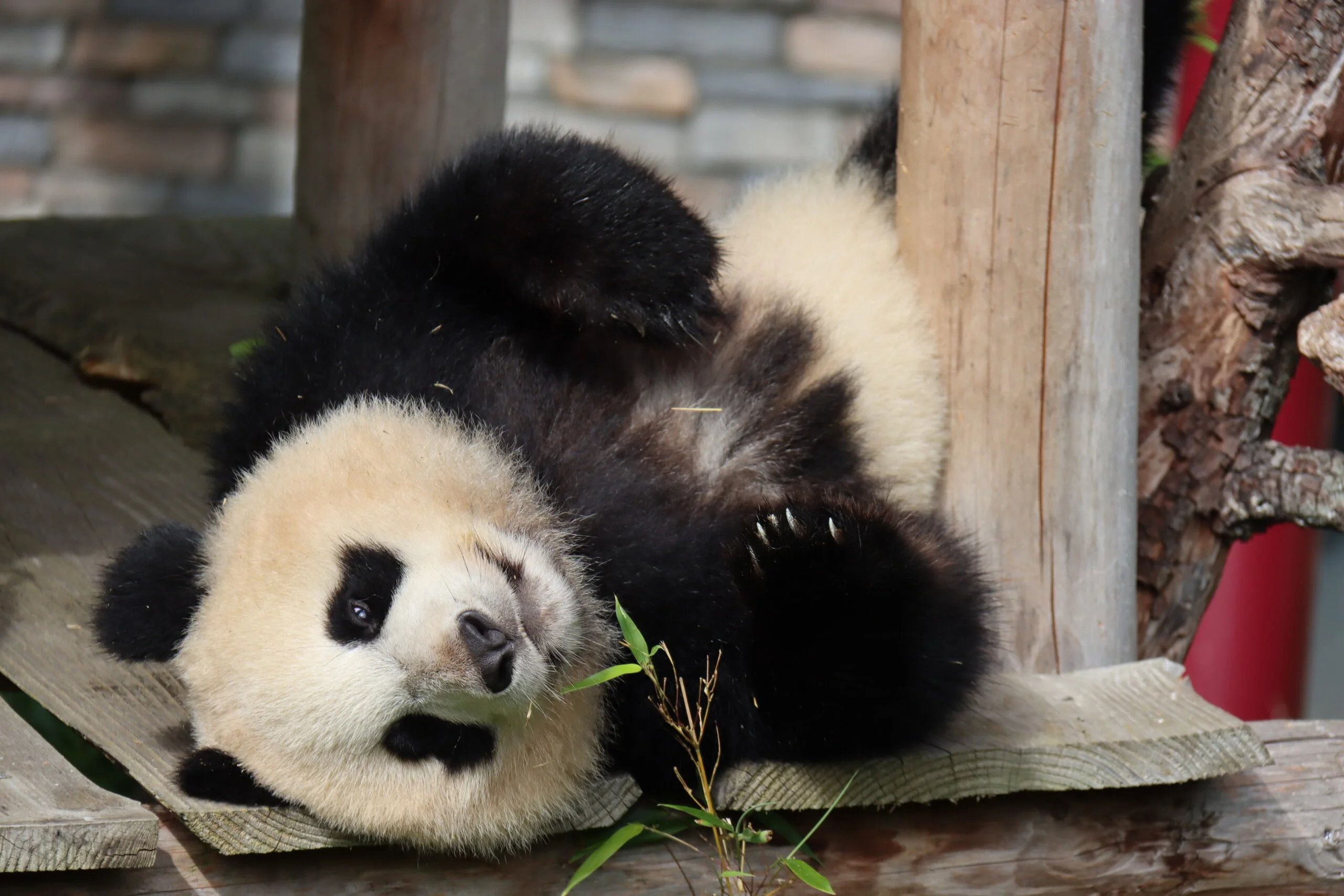 Ouwehands Dierenpark Rhenen