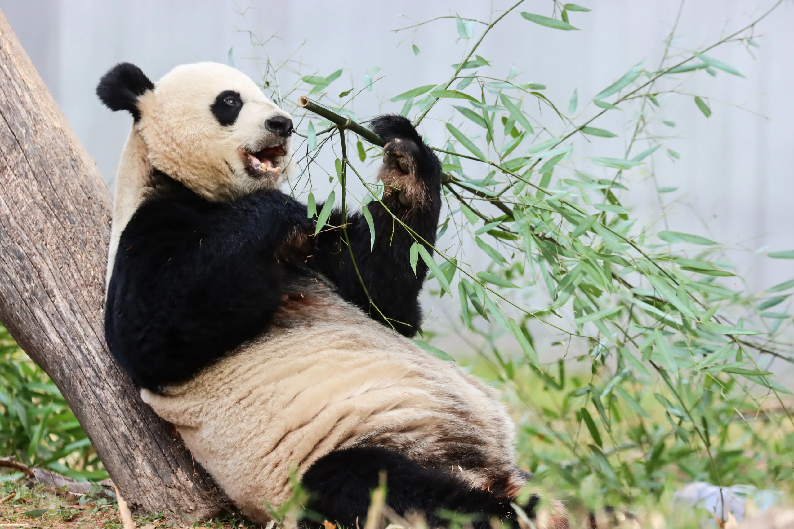 Smithsonian's National Zoo