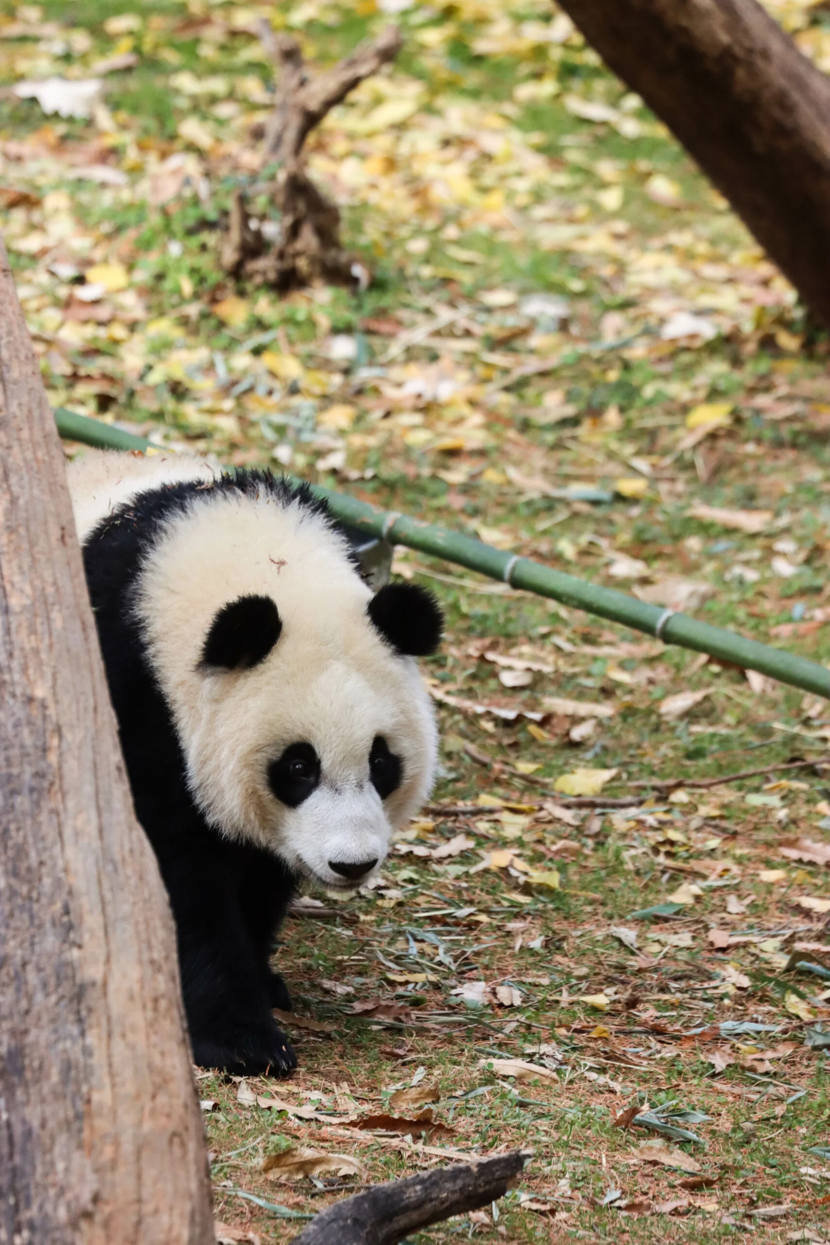 Smithsonian's National Zoo