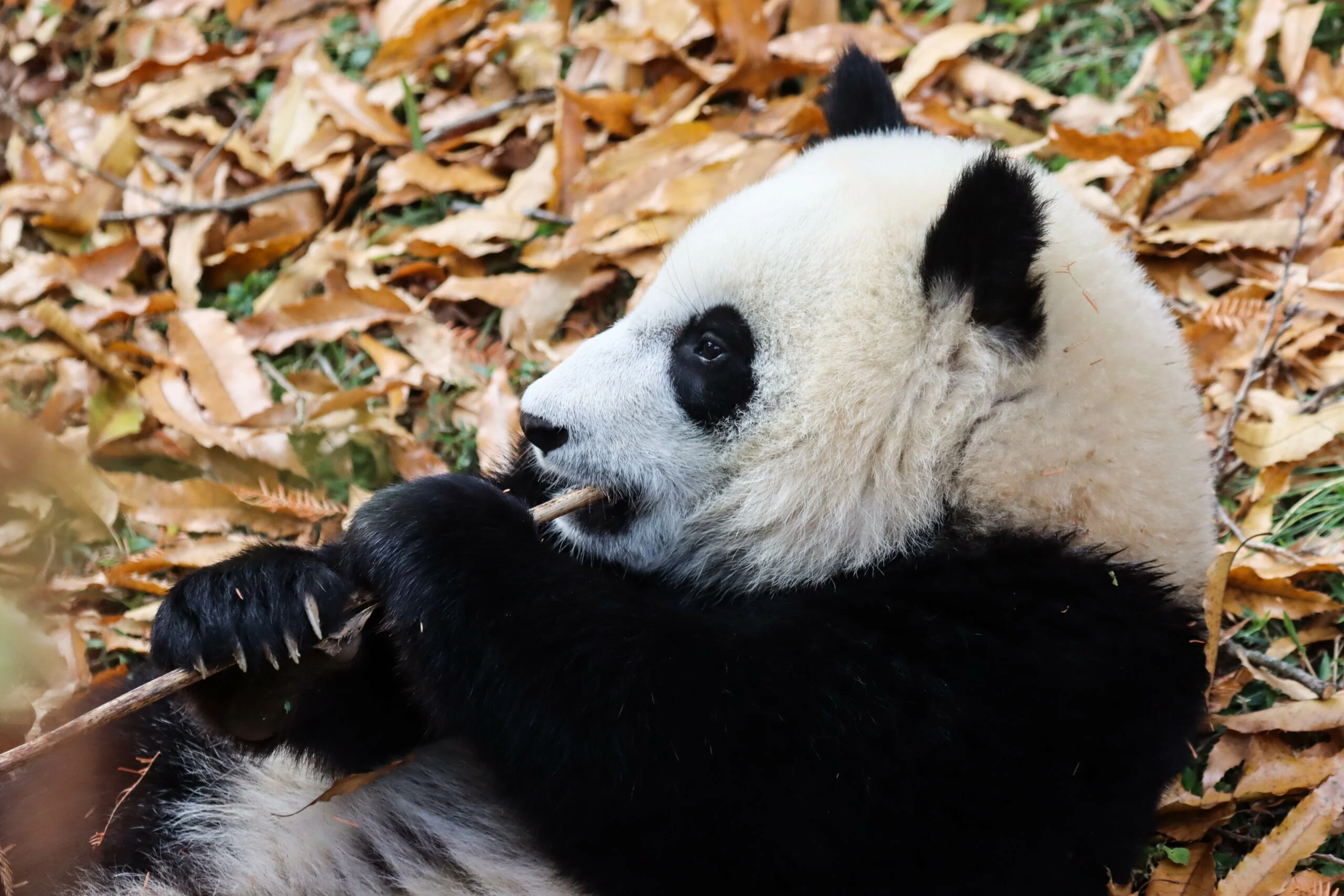 Smithsonian's National Zoo