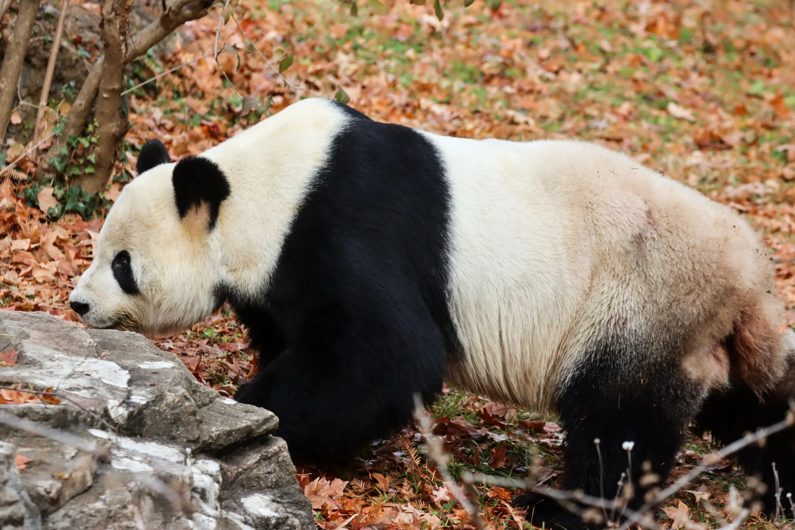 Smithsonian's National Zoo