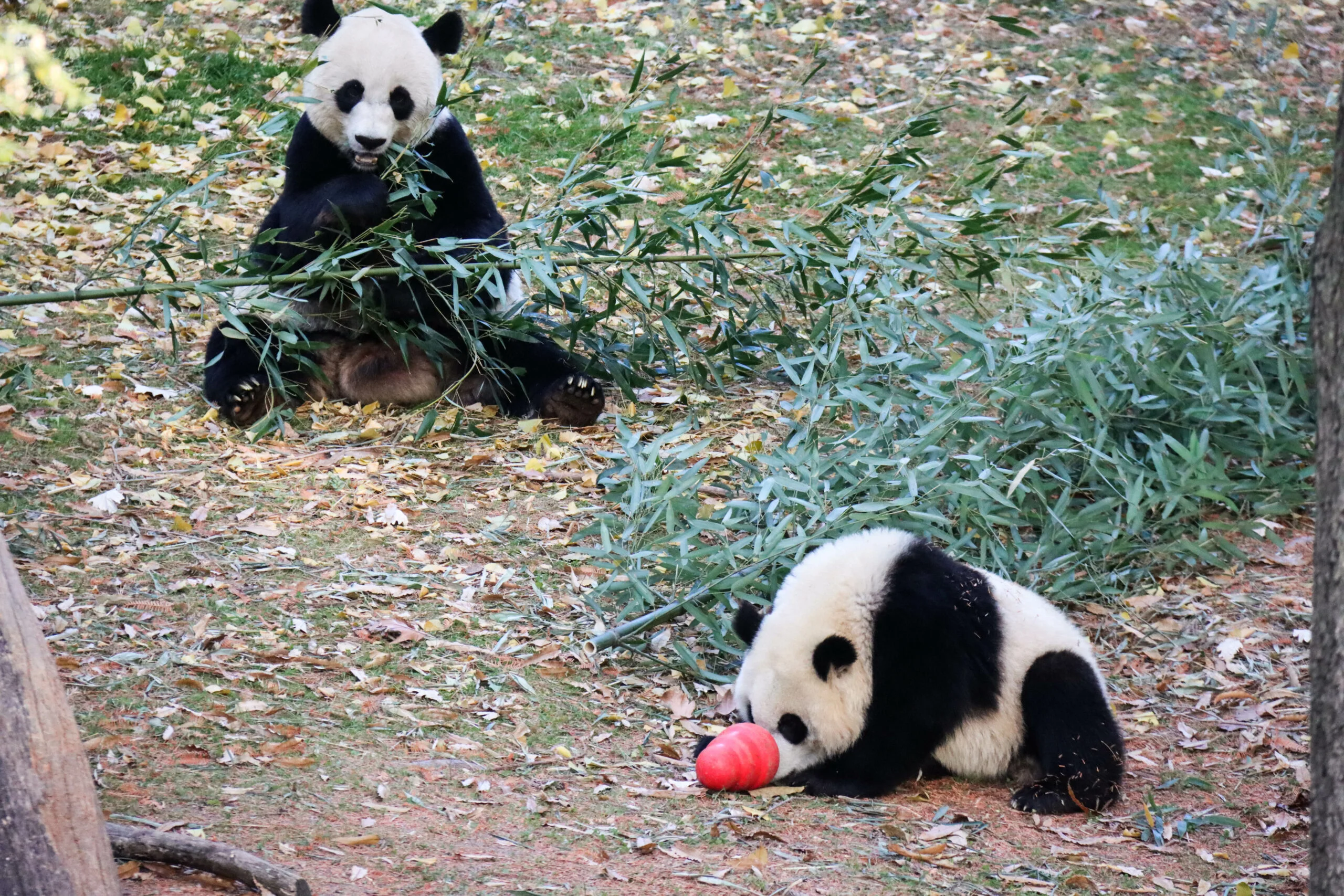 Smithsonian's National Zoo