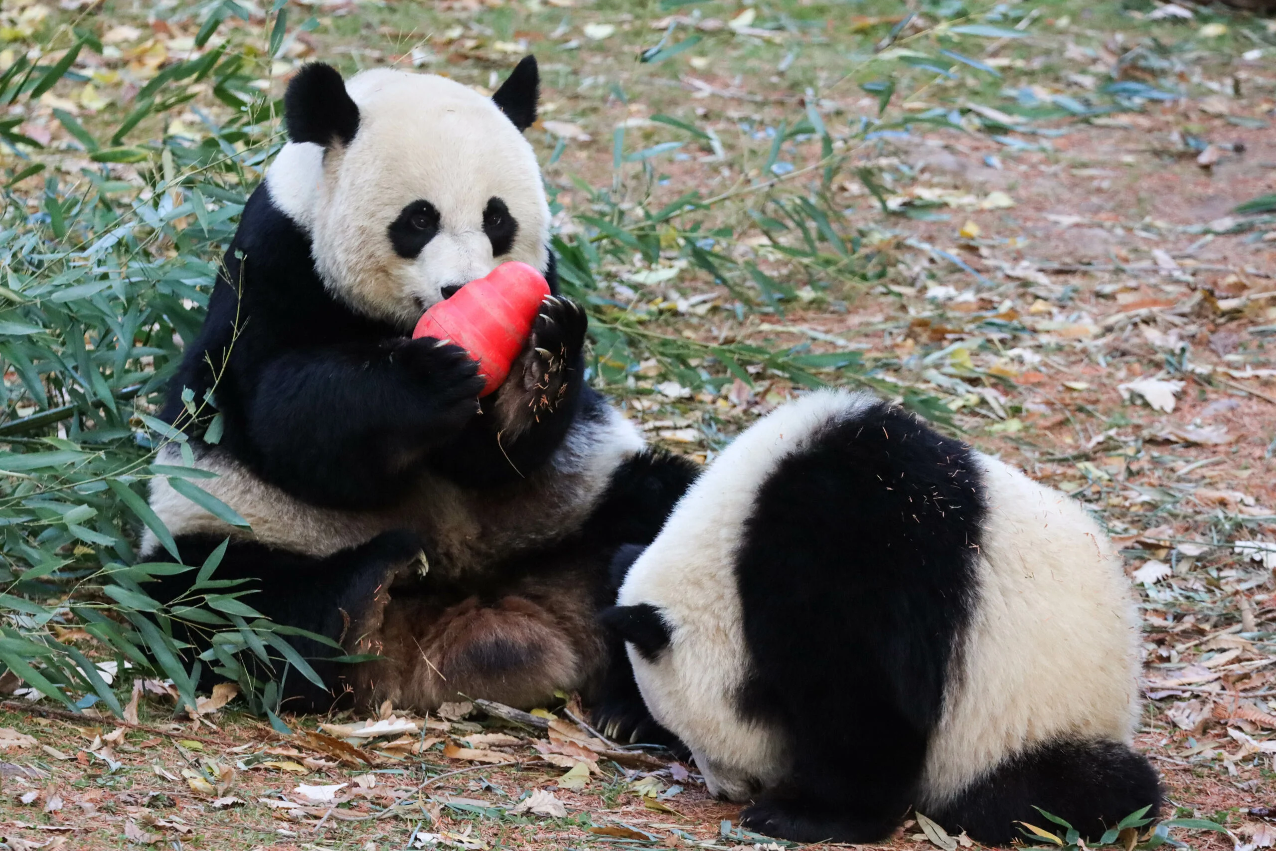 Smithsonian's National Zoo