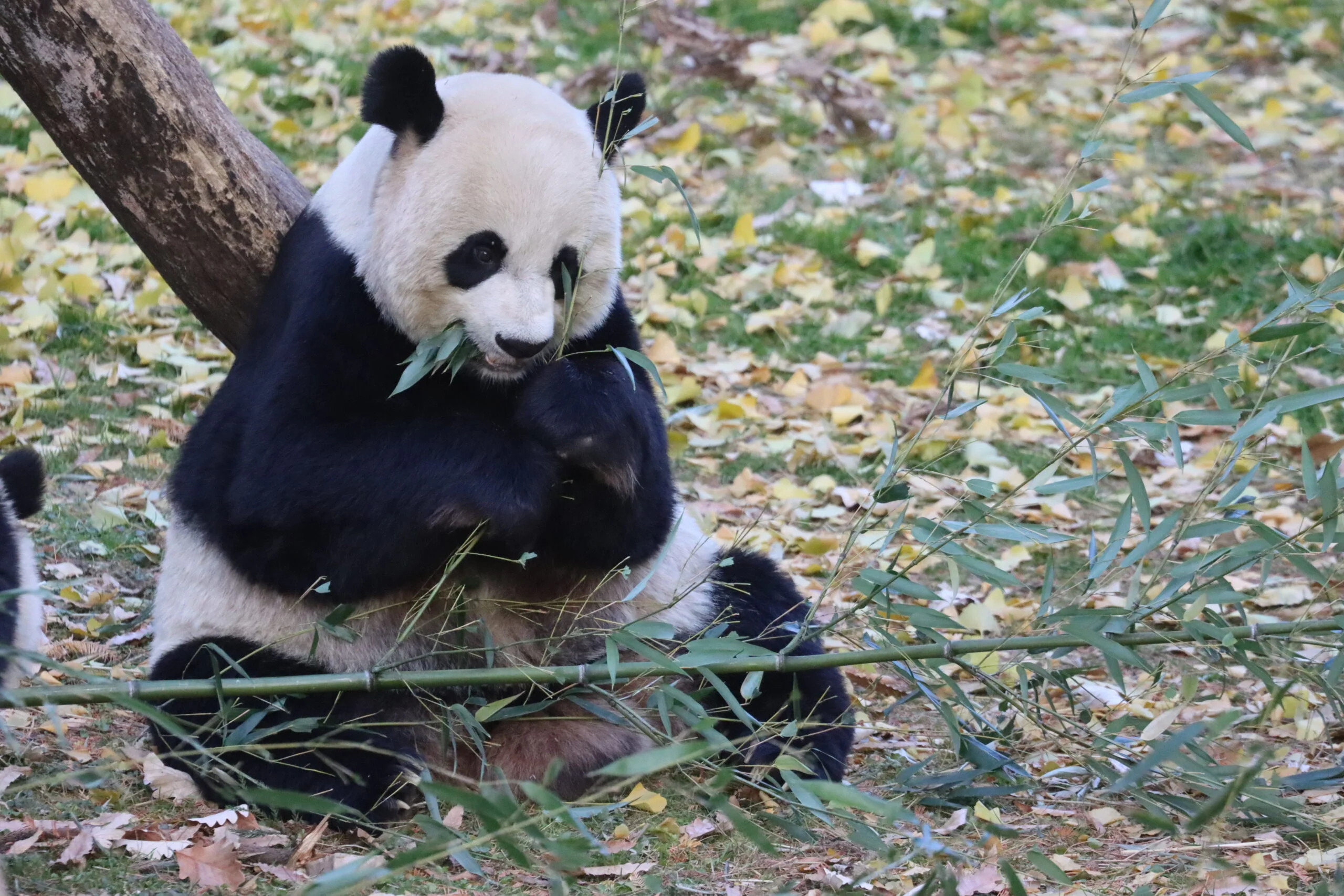 Smithsonian's National Zoo