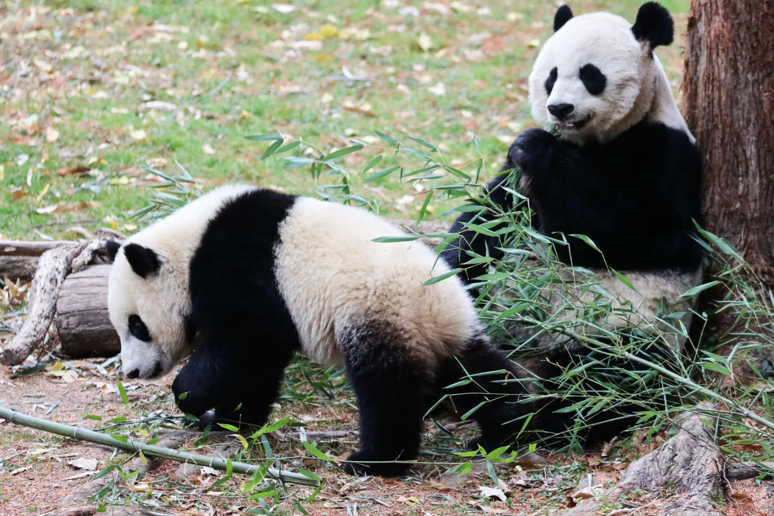 Smithsonian's National Zoo