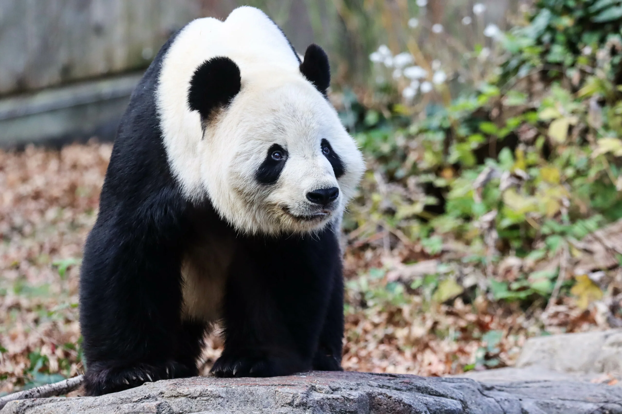 Smithsonian's National Zoo