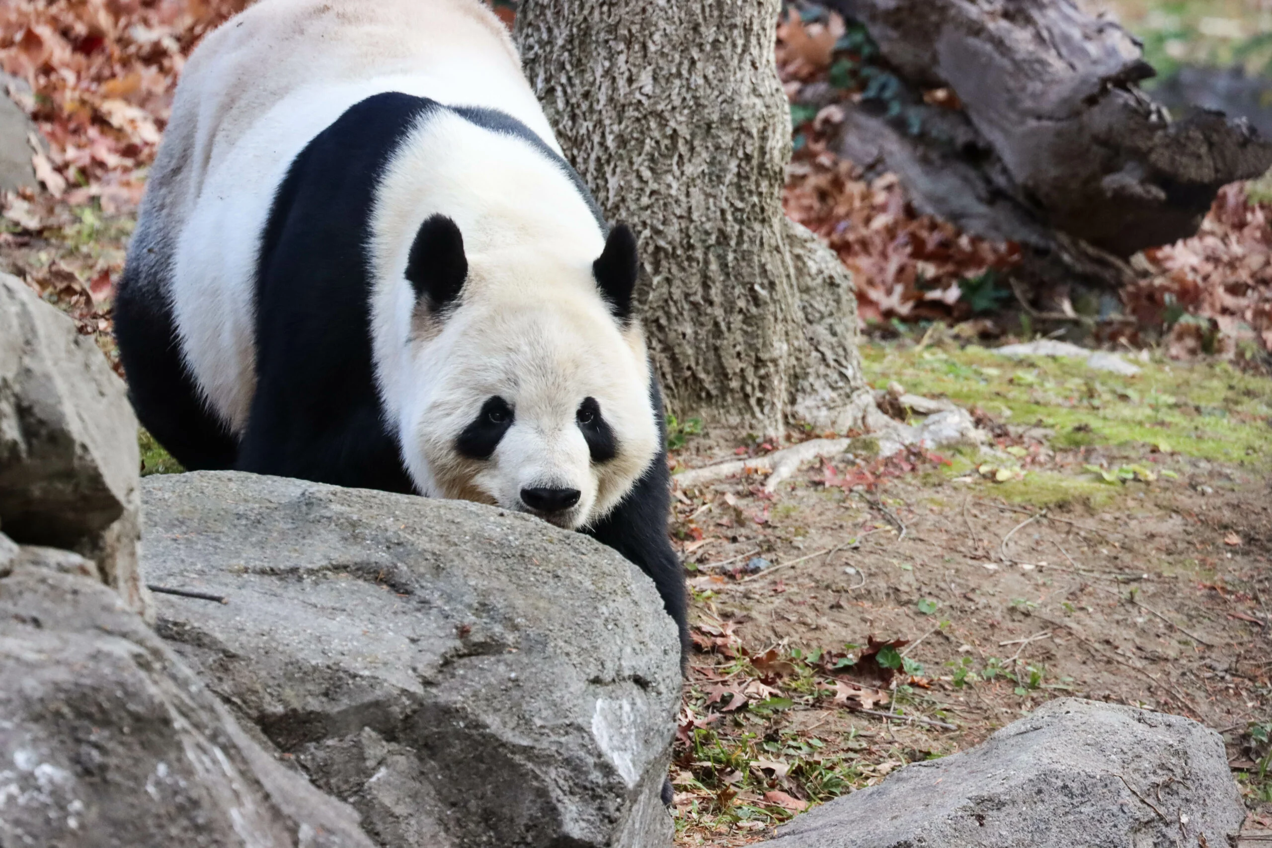 Smithsonian's National Zoo