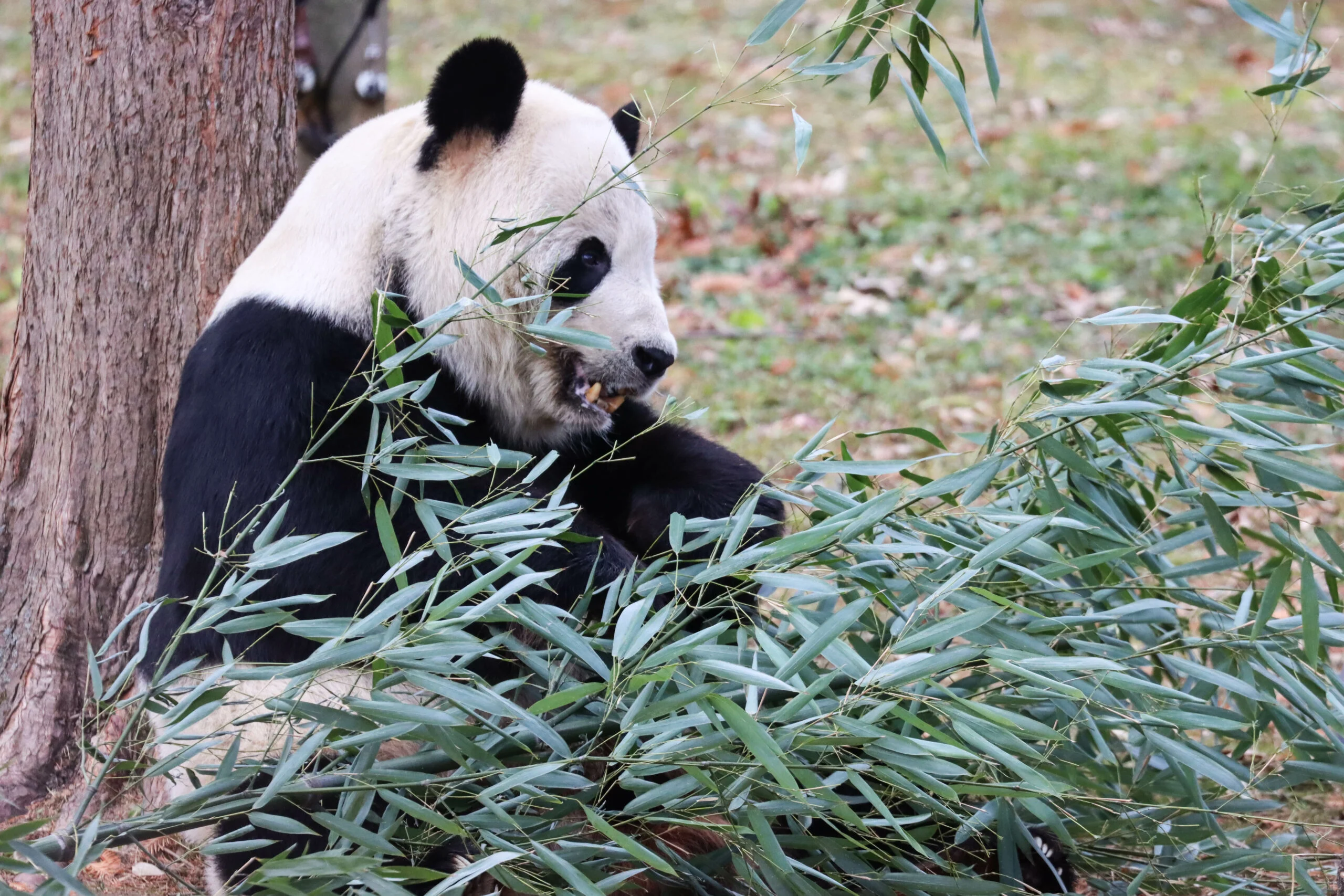 Smithsonian's National Zoo