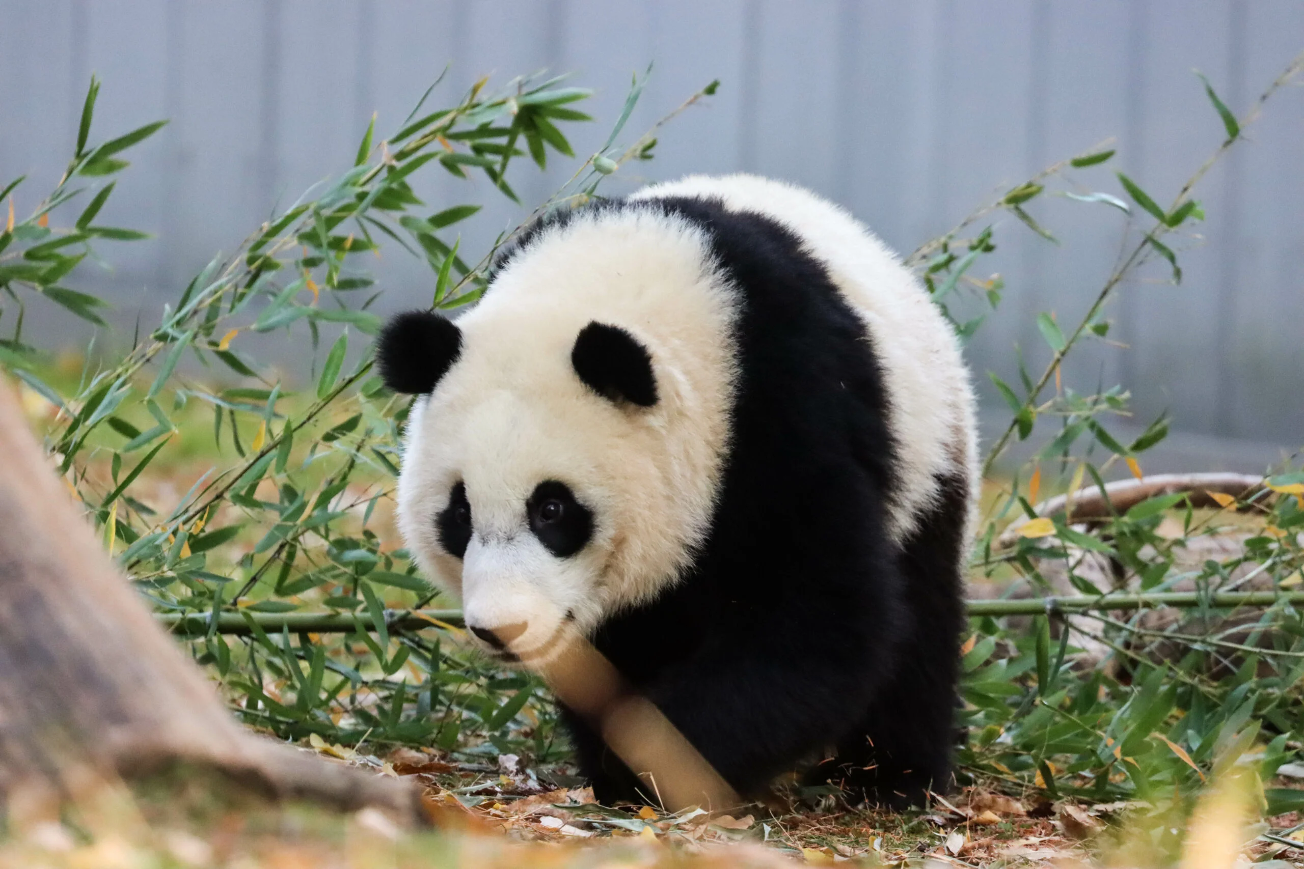 Smithsonian's National Zoo