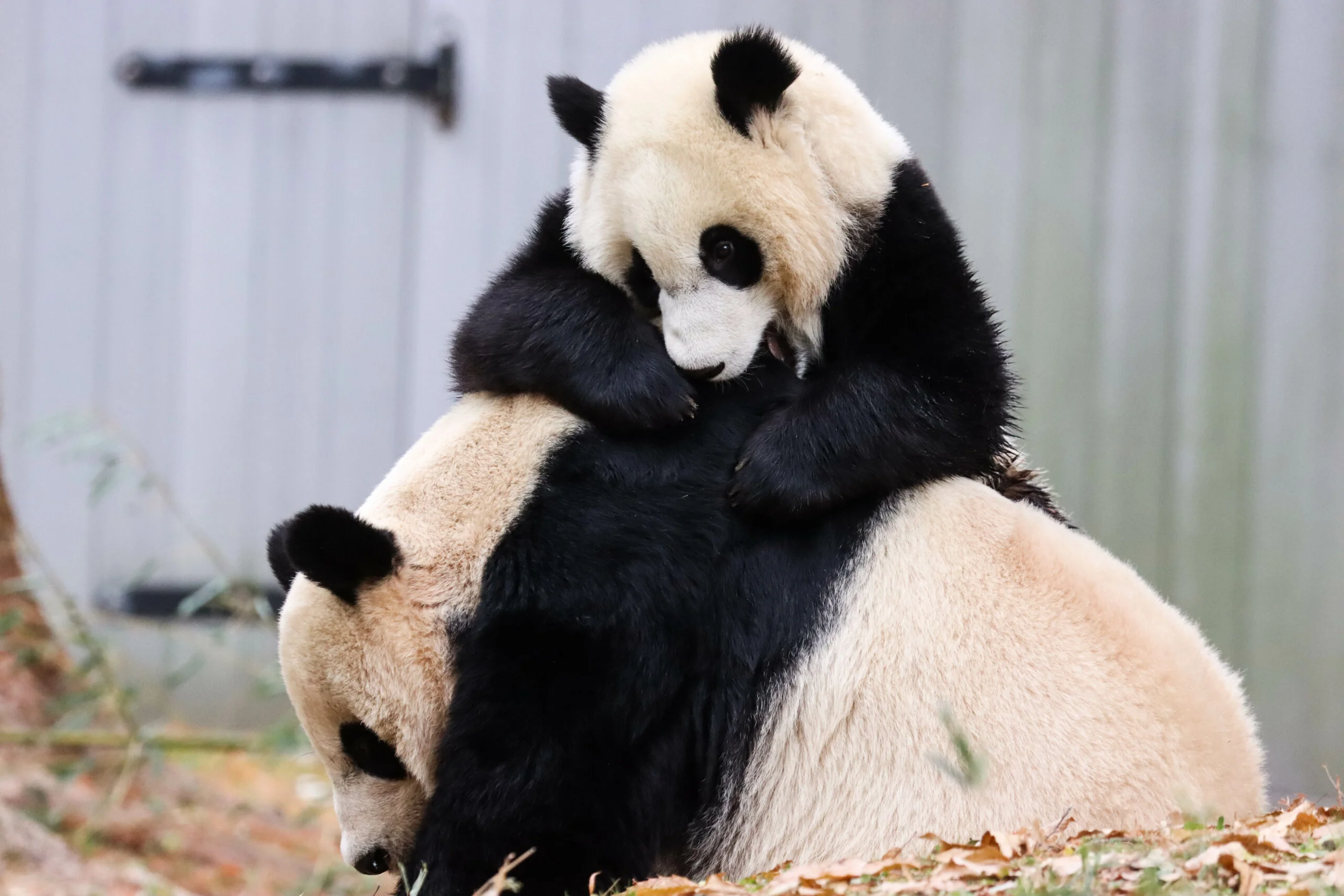Smithsonian's National Zoo