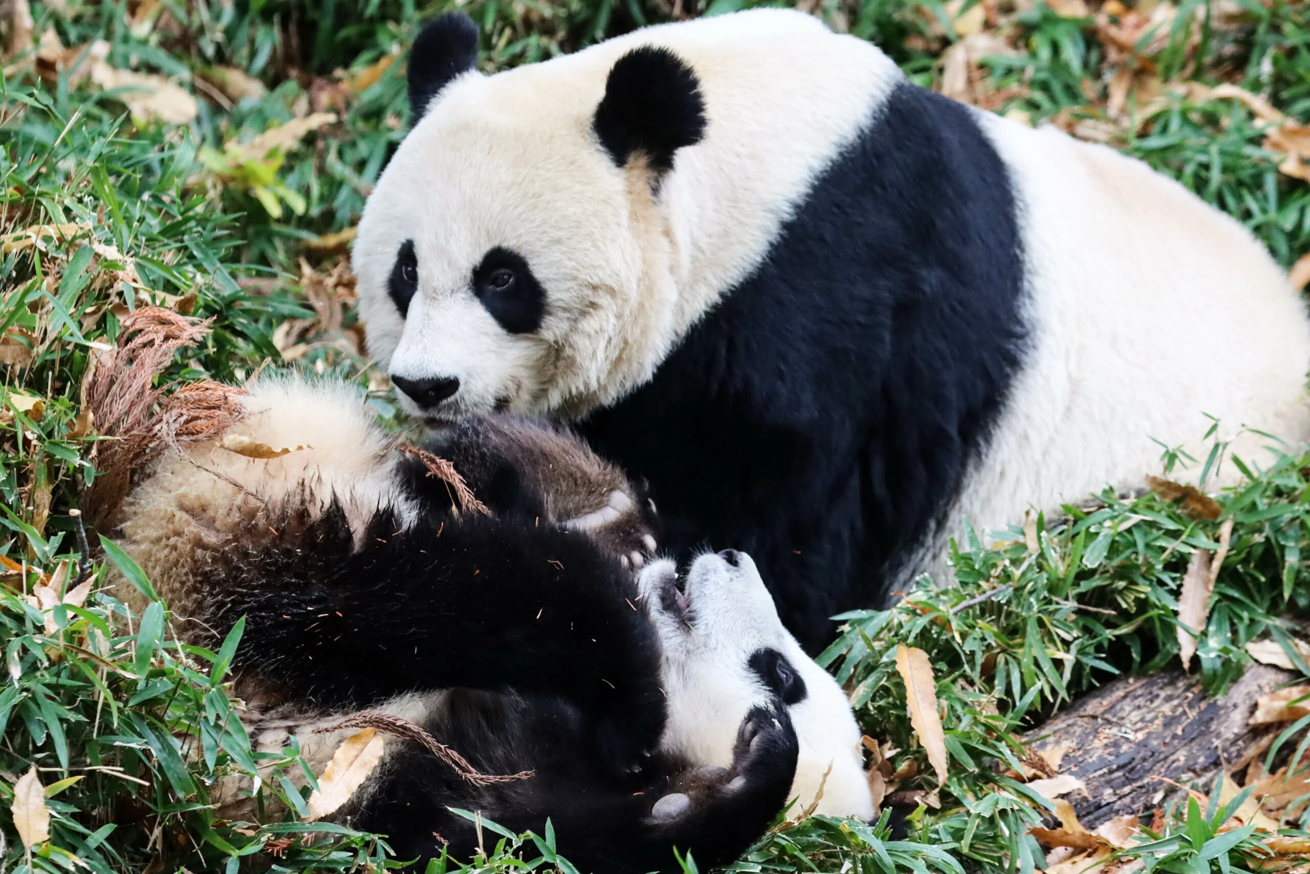 Smithsonian's National Zoo