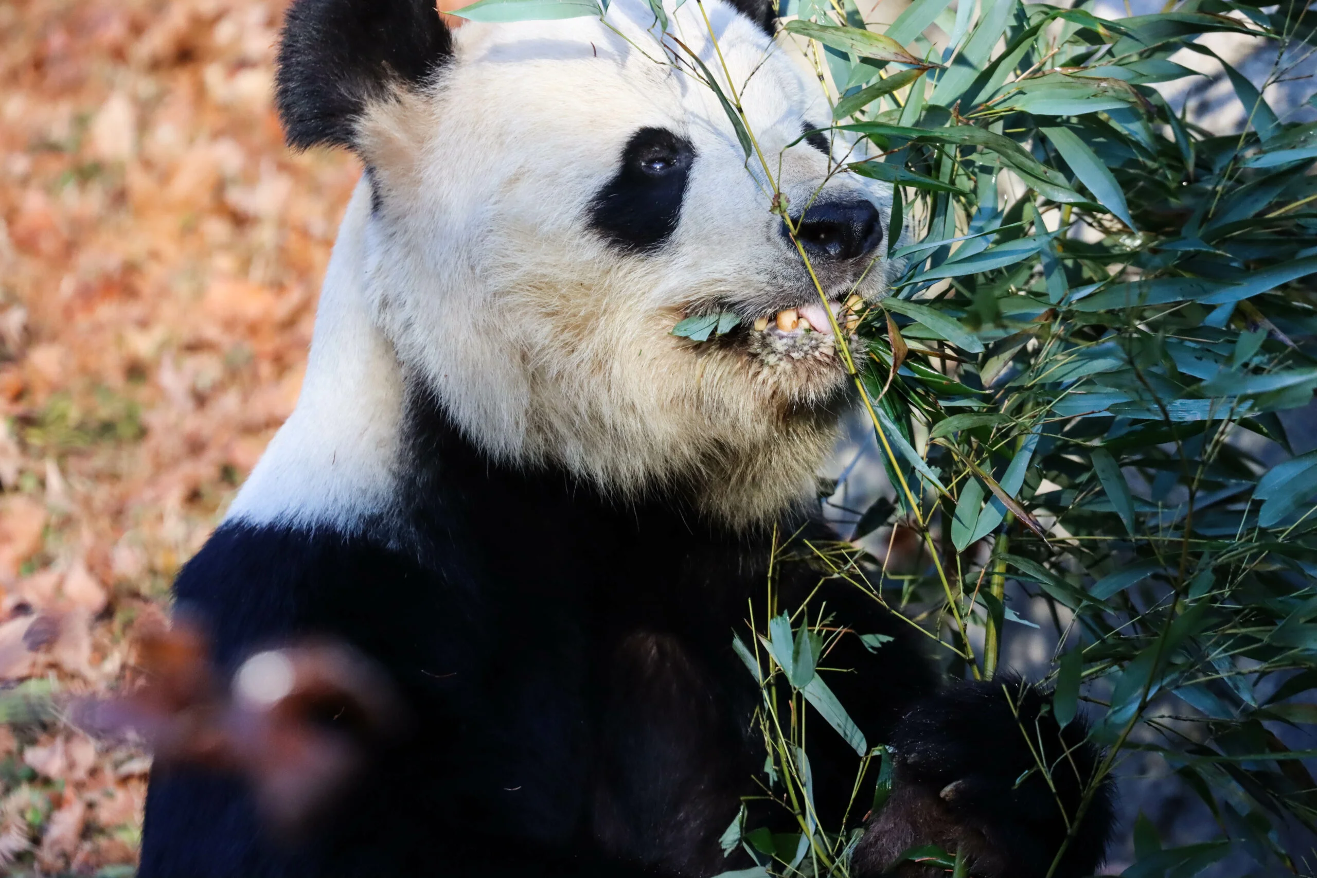 Smithsonian's National Zoo