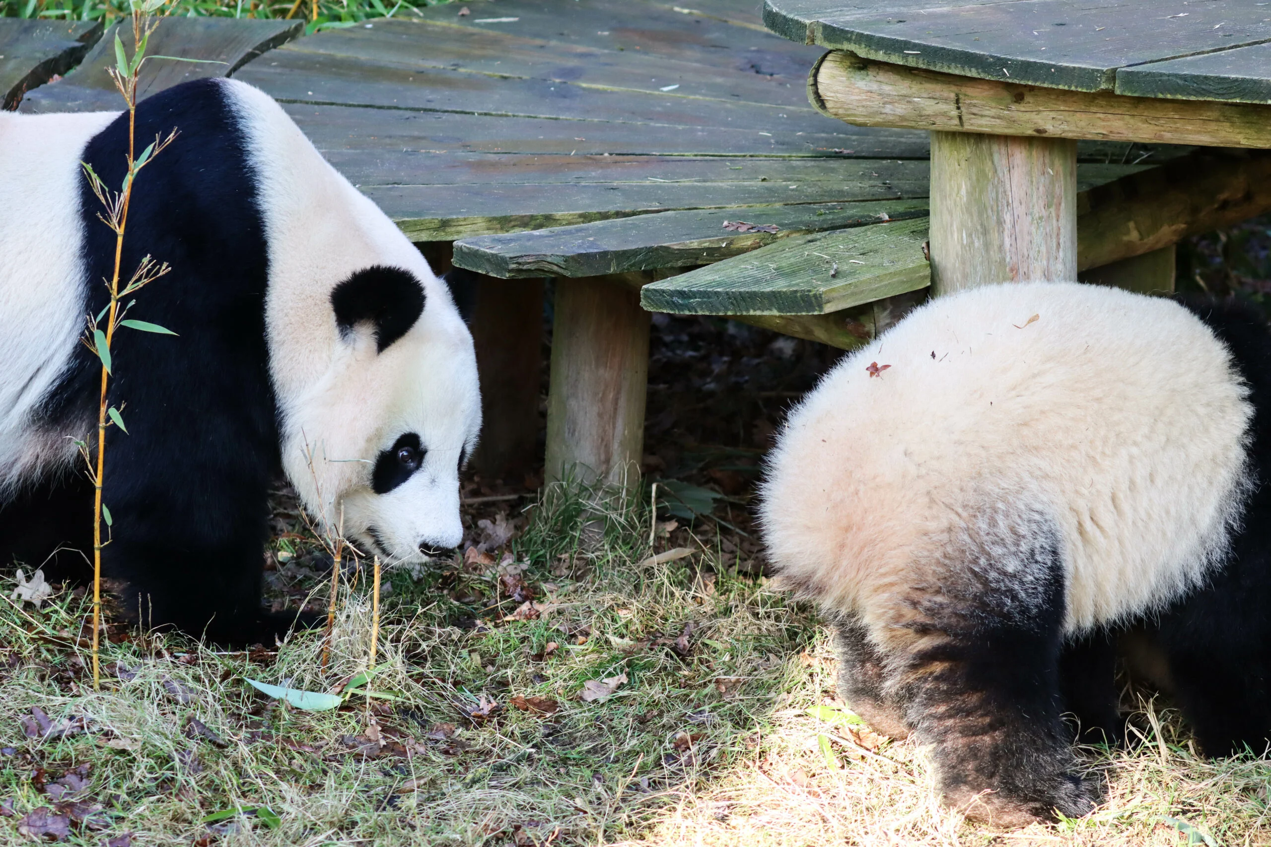 Ouwehands Dierenpark Rhenen