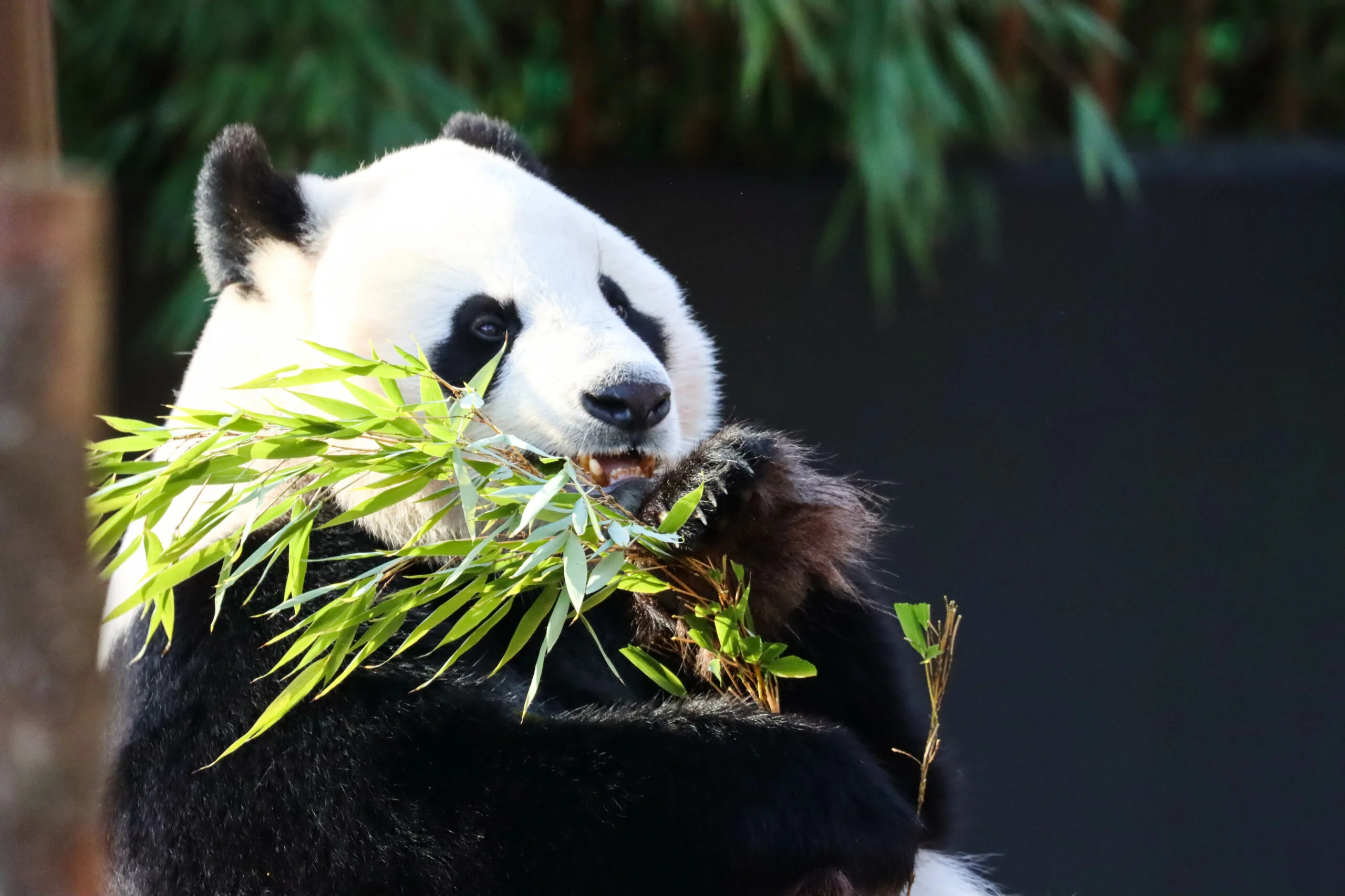 Ouwehands Dierenpark Rhenen