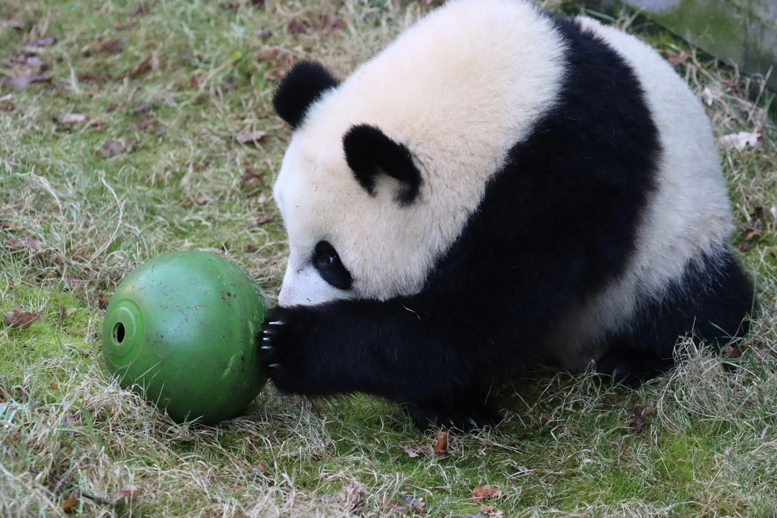 Ouwehands Dierenpark Rhenen