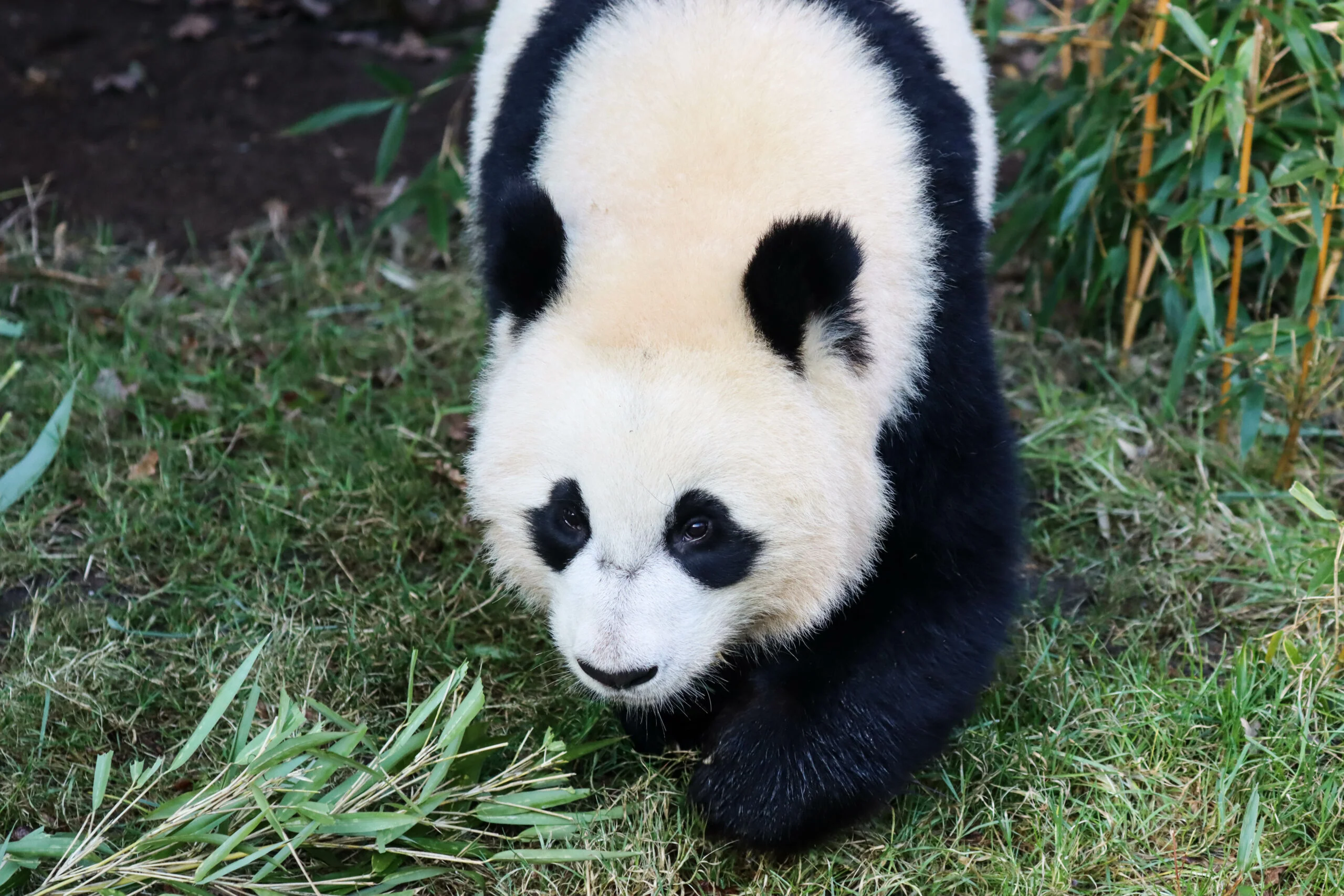 Ouwehands Dierenpark Rhenen