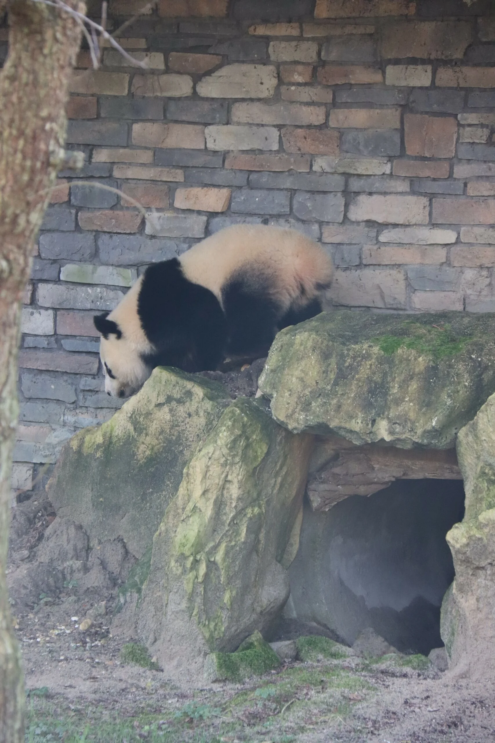 Ouwehands Dierenpark Rhenen