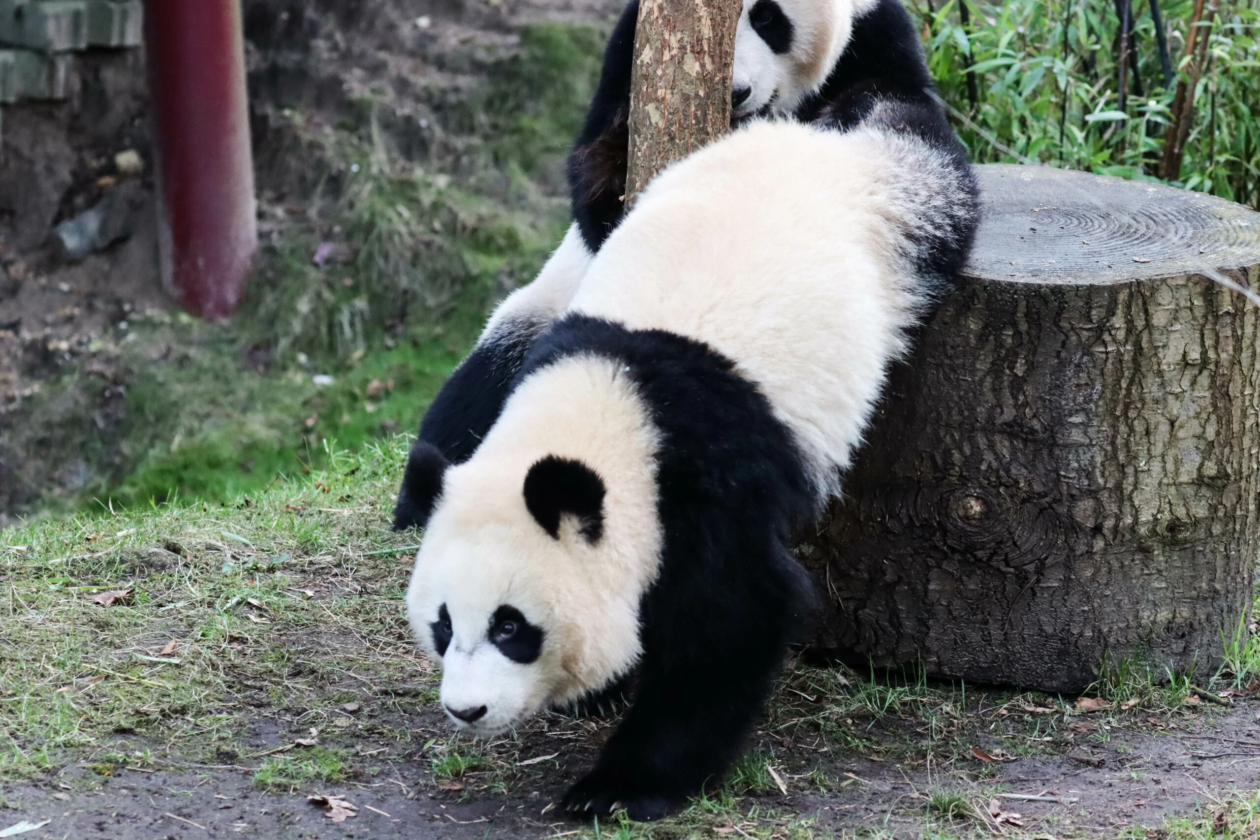 Ouwehands Dierenpark Rhenen
