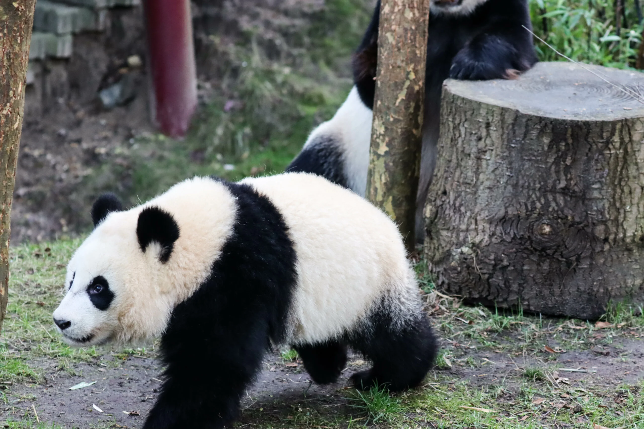 Ouwehands Dierenpark Rhenen