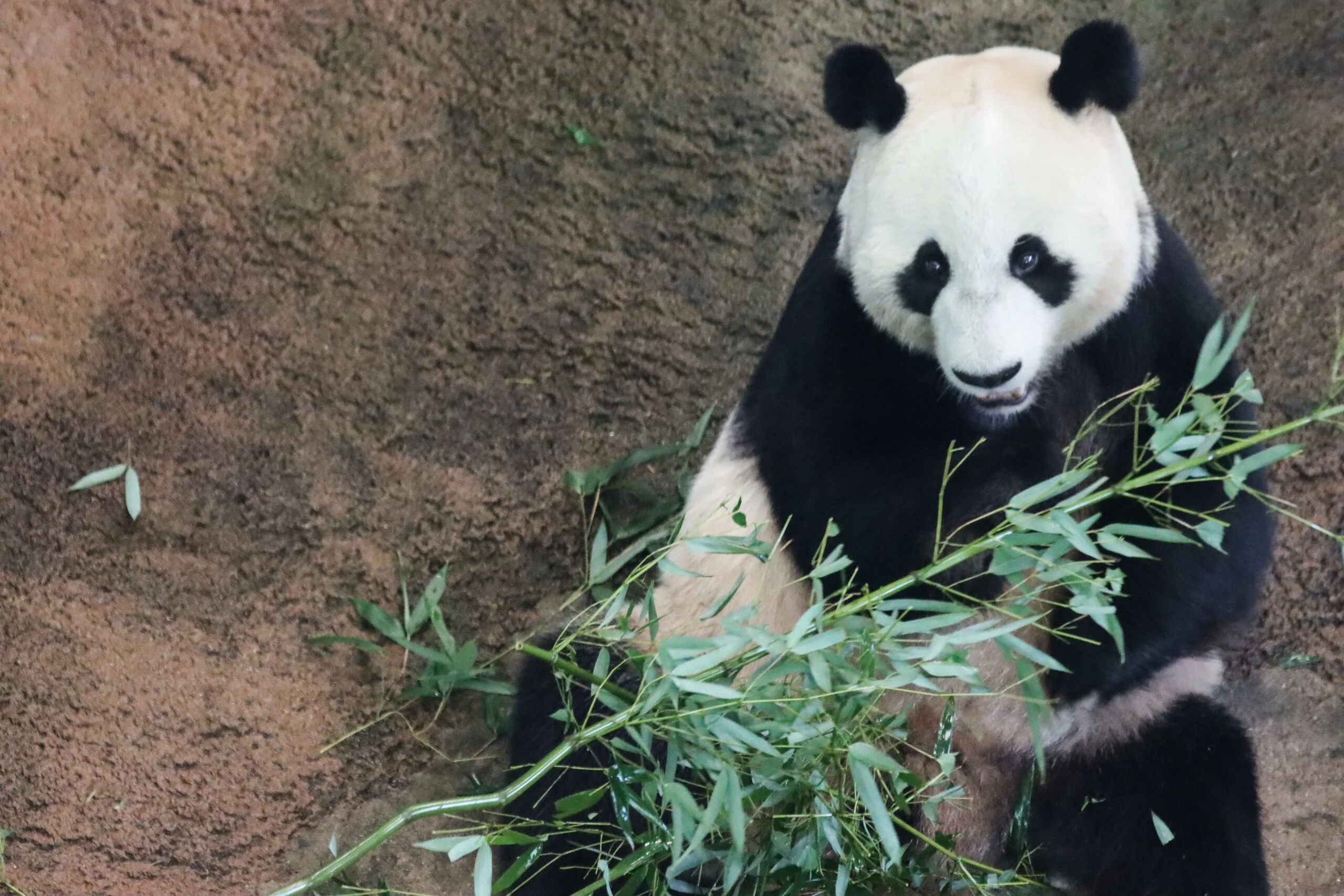 Ouwehands Dierenpark Rhenen