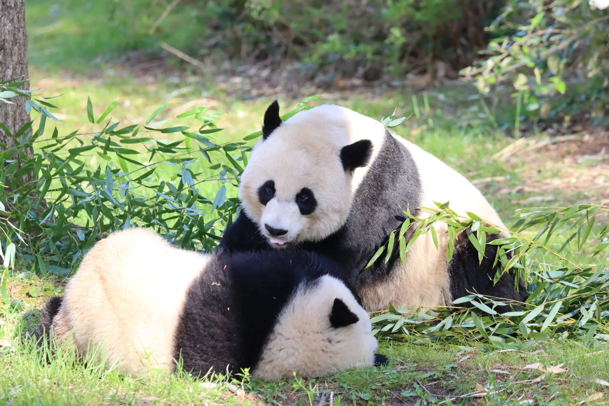 Smithsonian's National Zoo
